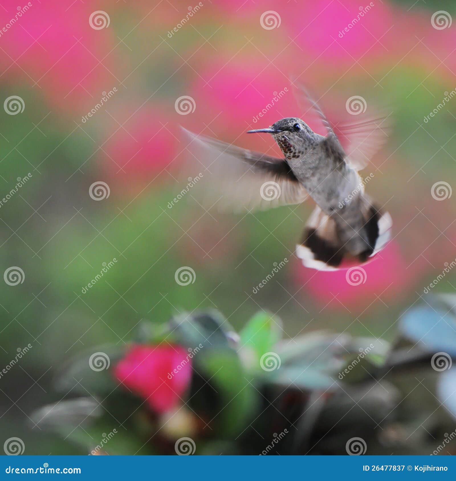 Hummingbird in flight. Hummingbird flying at my backyard