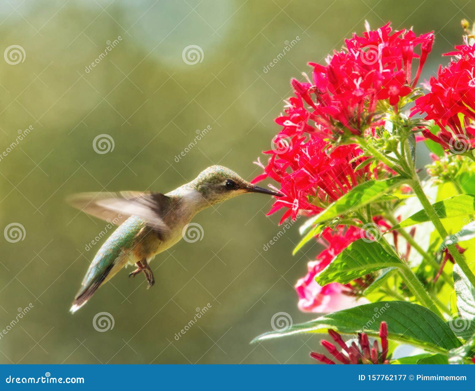 Hummingbird in Flight Getting Nectar from Red Pentas Stock Image
