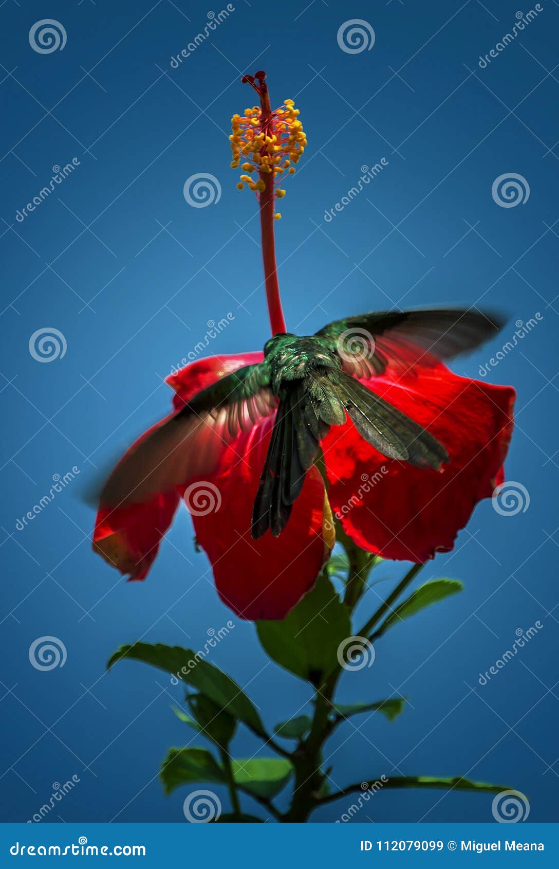 Hummingbird in a flower stock image. Image of libandohummingbird ... Biology Diagrams