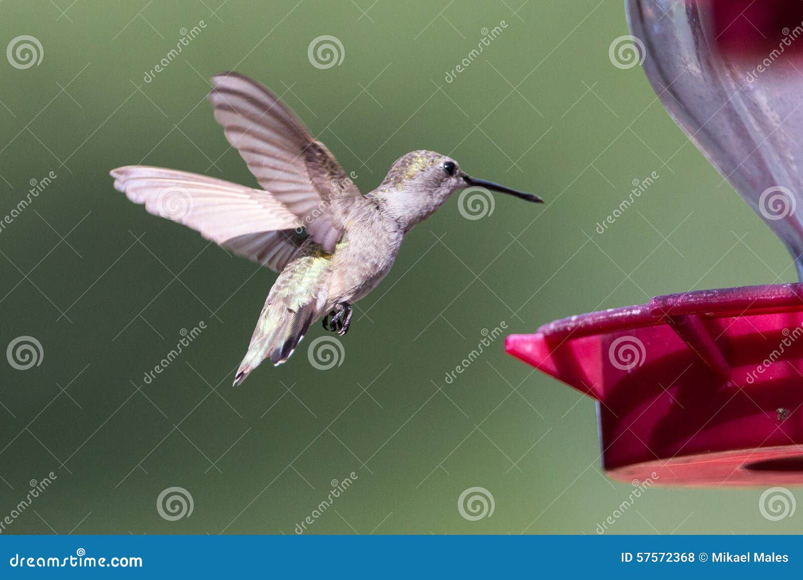 hummingbird flying towards nectar feeder