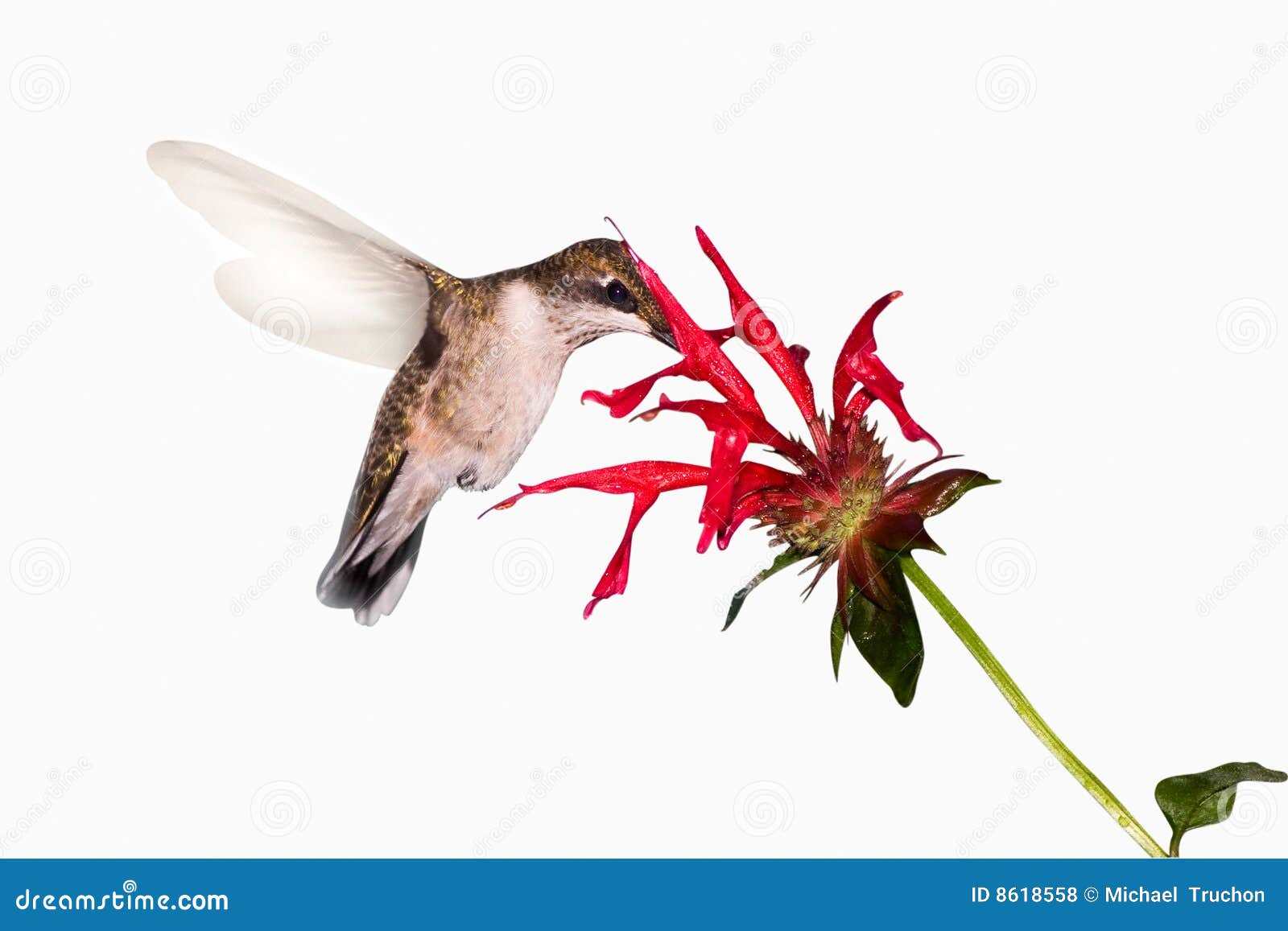 Hummingbird food search stock photo. Image of feather 8618558