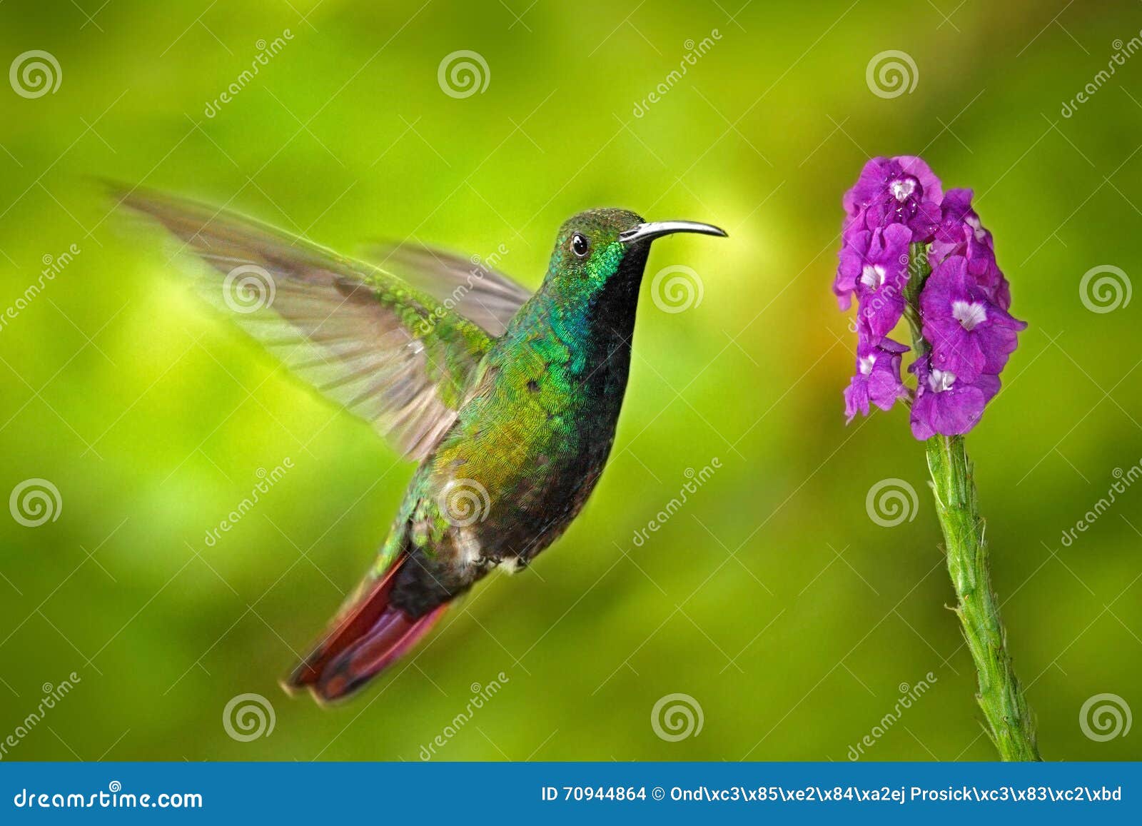 Details about   Absolutely Gorgeous 2 Humming Birds over Pink Flowers C 46-50 