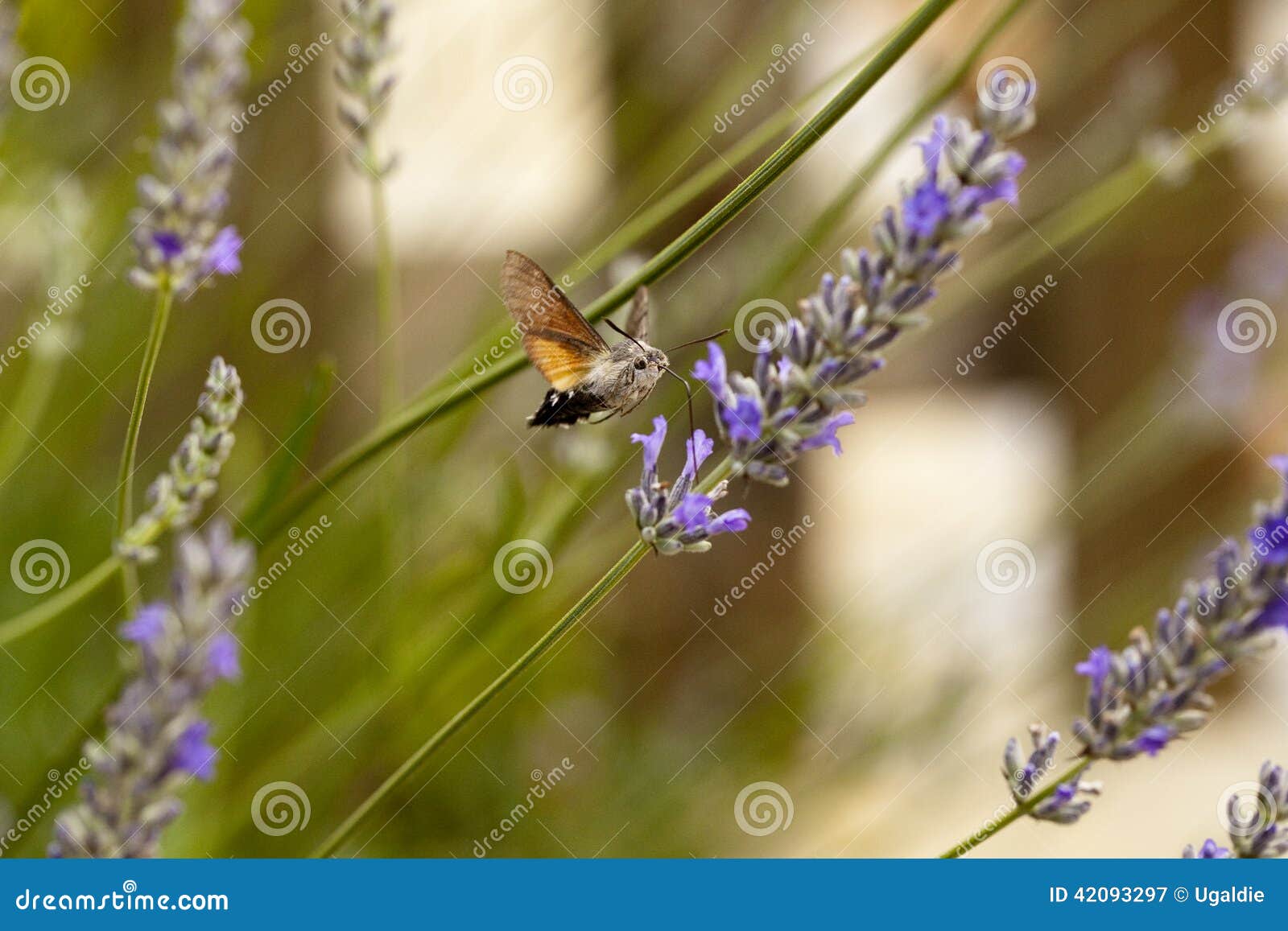 hummingbird hawk-moth