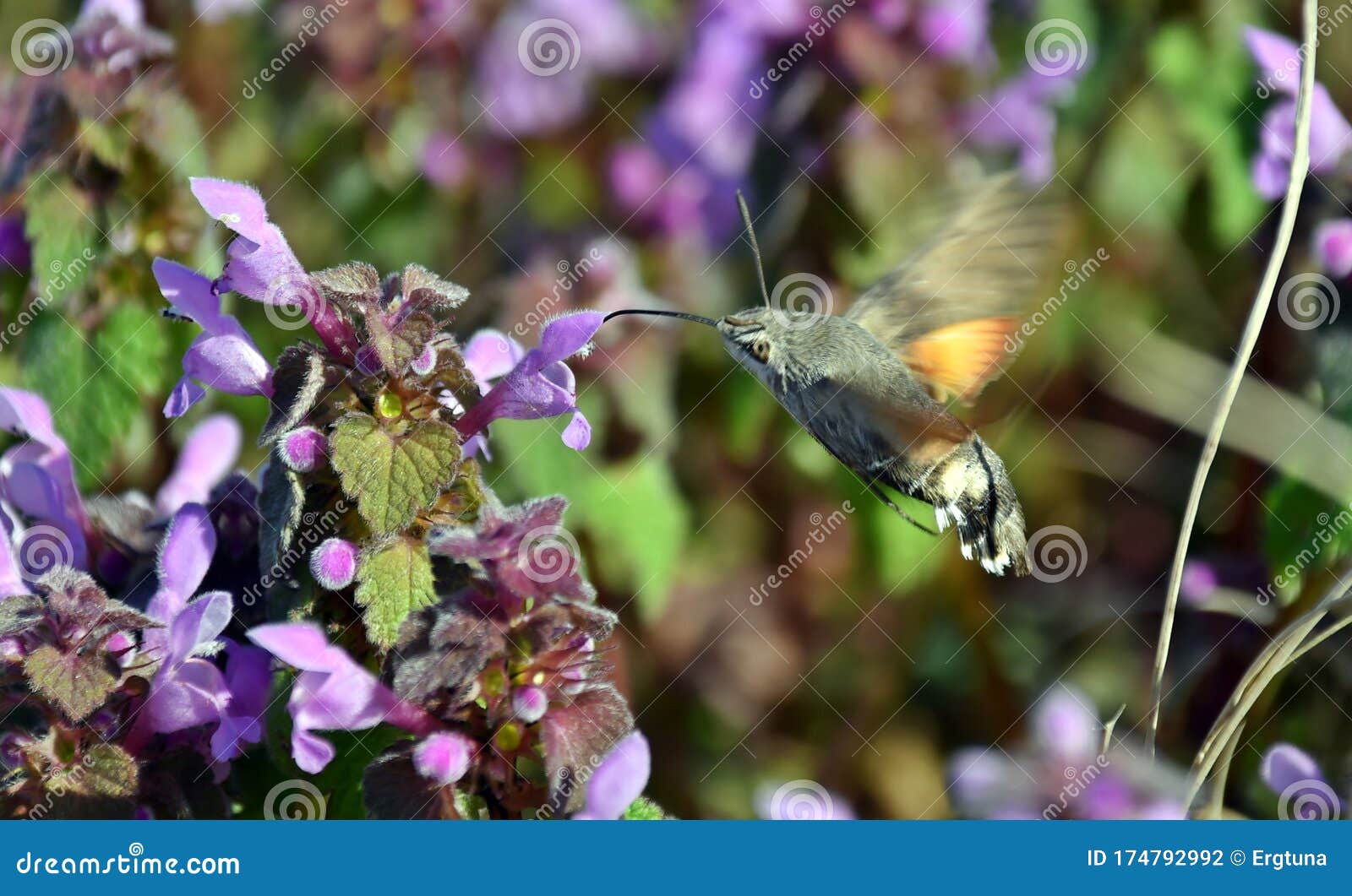 hummingbird hawk-moth in flight and a dead-nettles