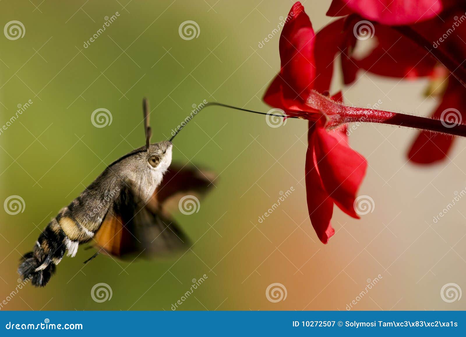 hummingbird hawk-moth geranium nectar