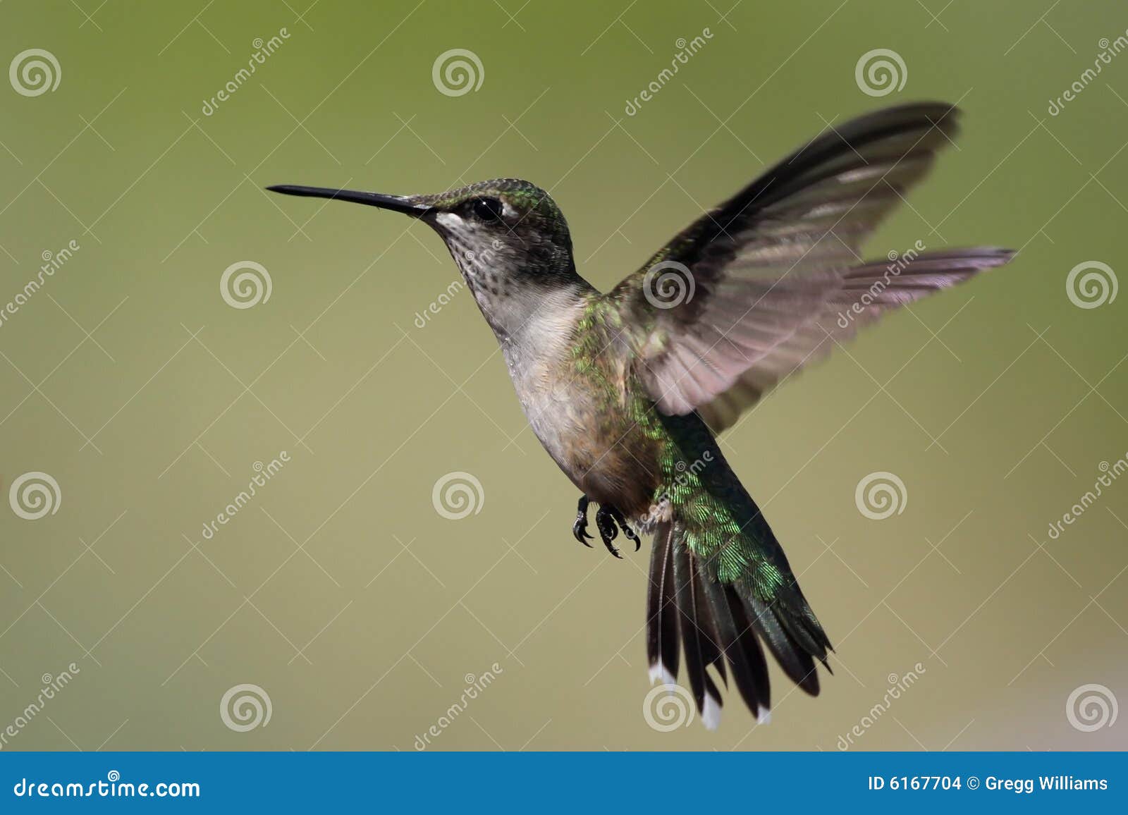 hummingbird hovering.