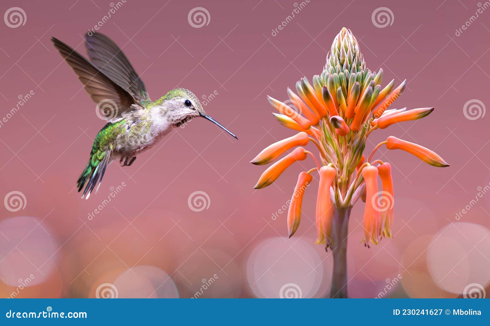 hummingbird hovering close to aloe vera plant