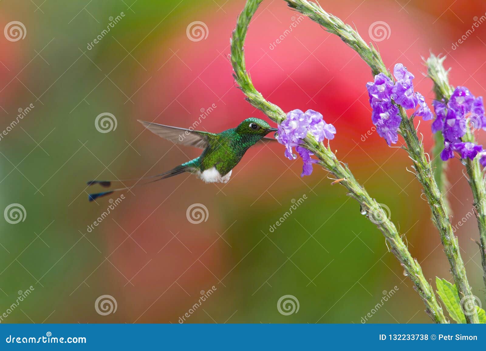 the hummingbird is hovering and drinking the nectar from the beautiful flower