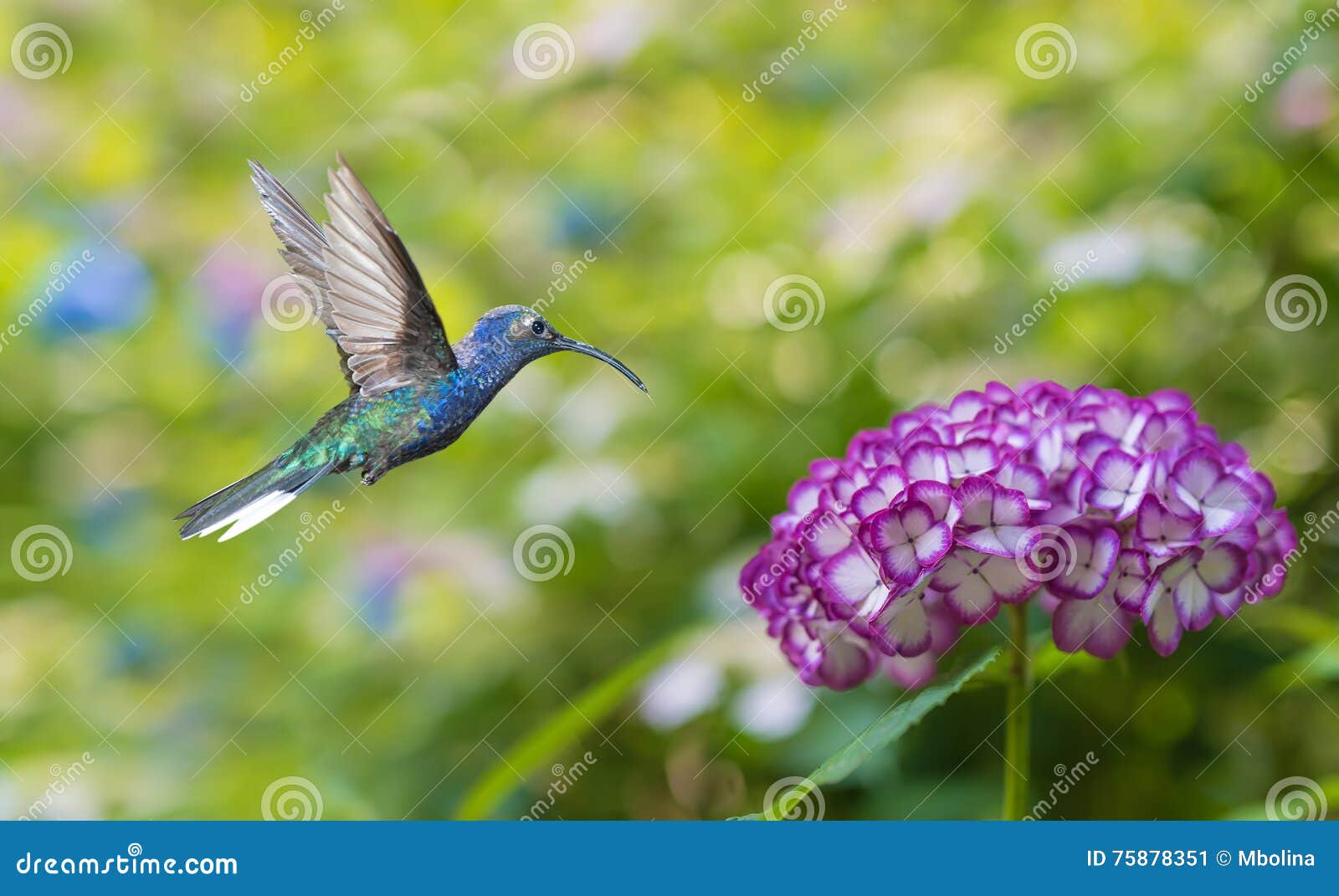Hummingbird Hovering on Hydrangea Stock Image Image of cool, copy 75878351