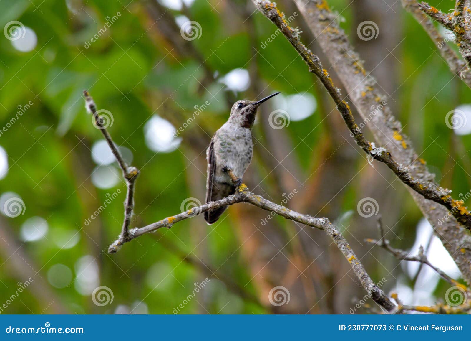 Anna`s Hummingbird on Lilac Tree Branch 03 Stock Image Image of wings