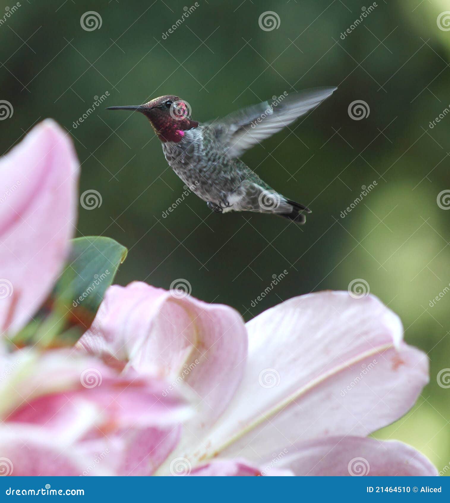 Hummingbird in lilies stock photo. Image of hovering 21464510