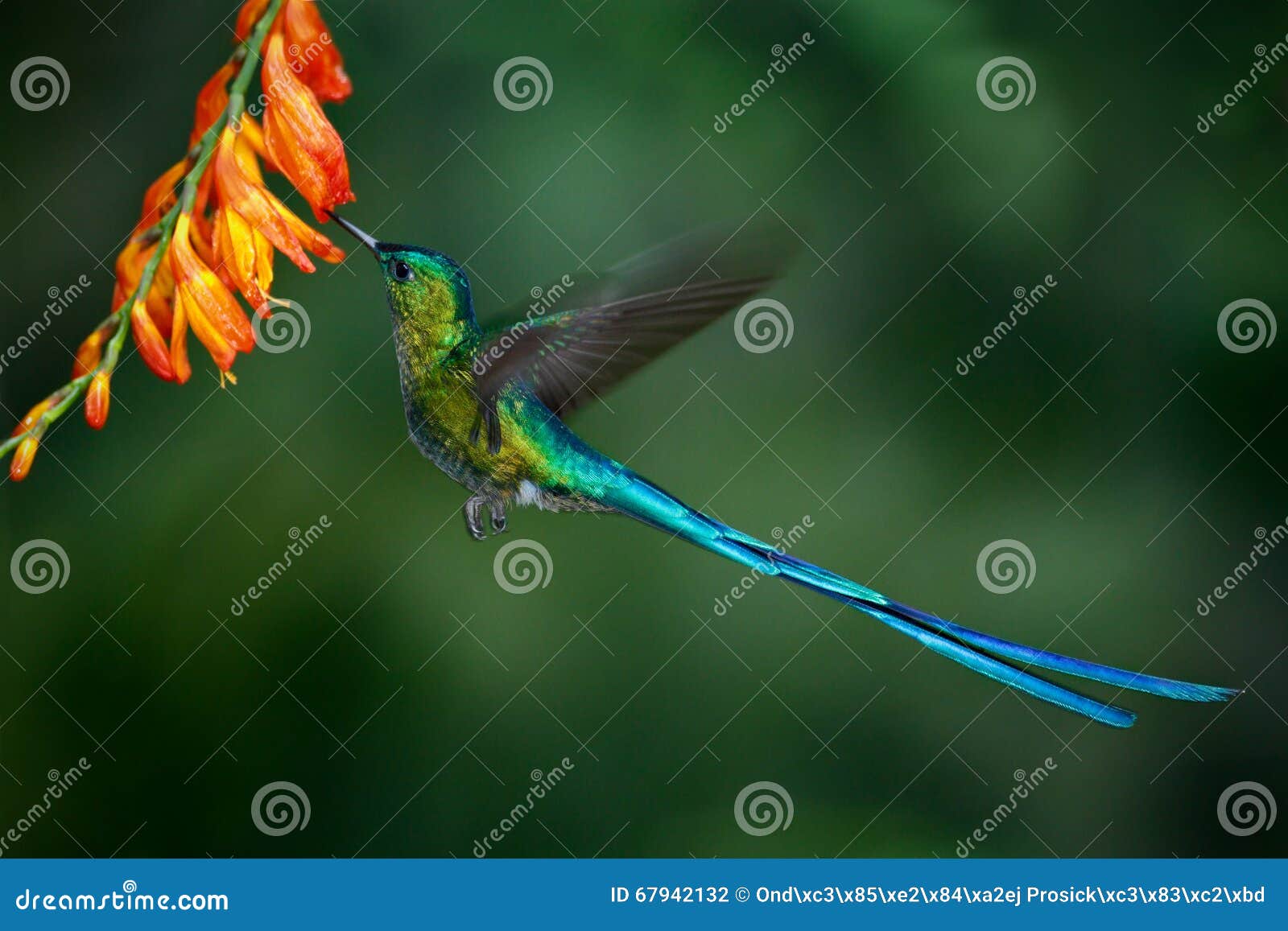 hummingbird long-tailed sylph with long blue tail feeding nectar from orange flower