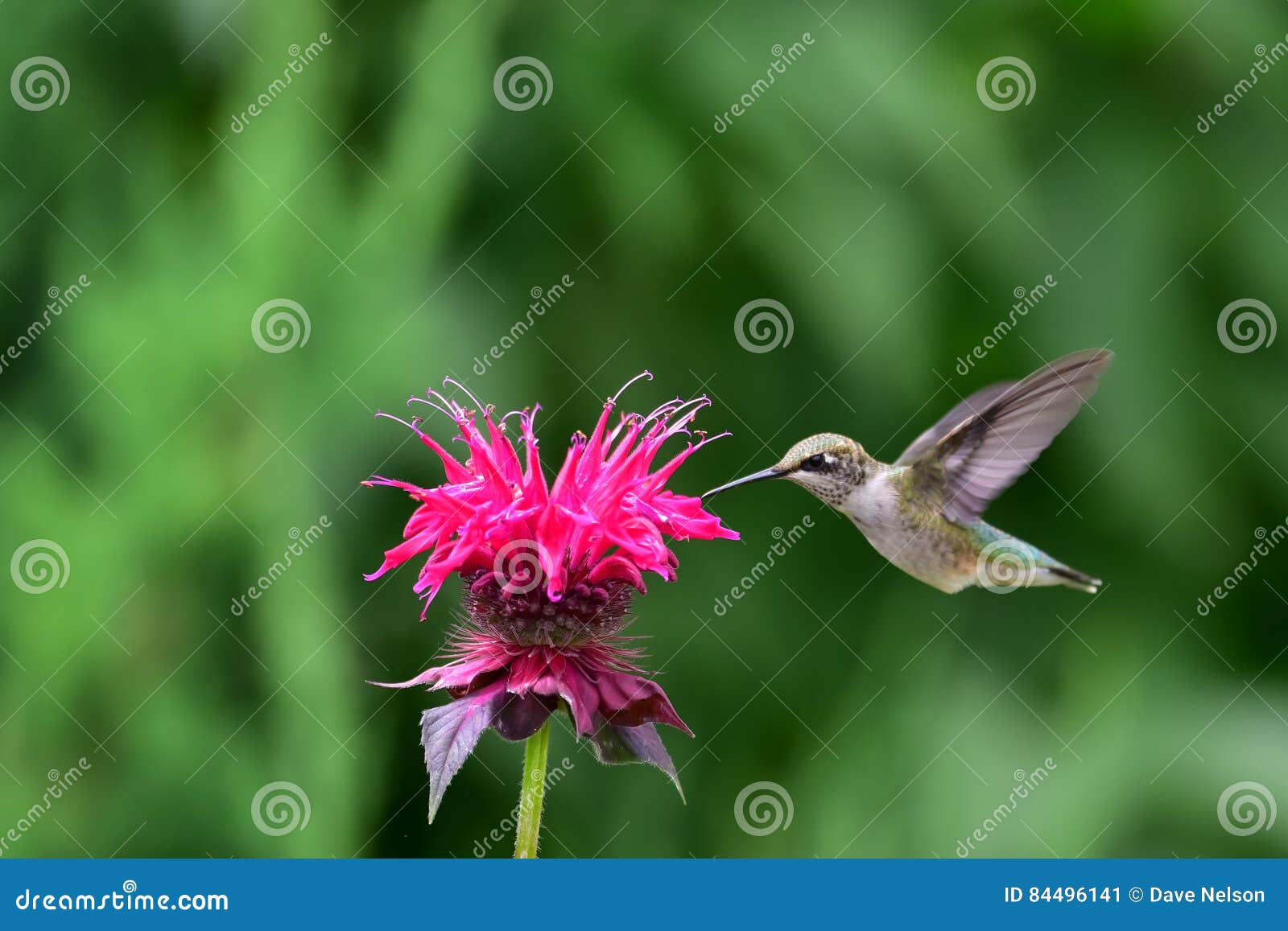 Hummingbird at monarda stock image. Image of hummingbird 84496141