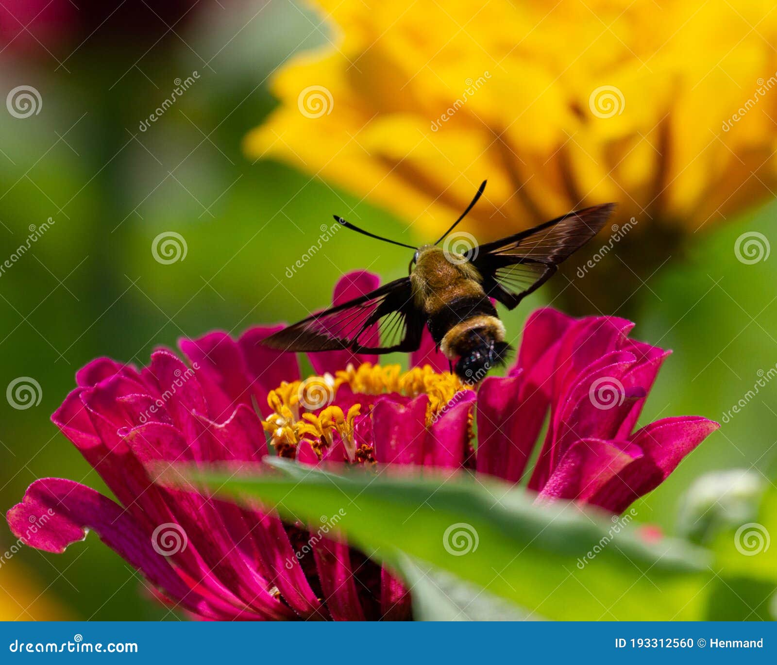 hummingbird moth on zinnia