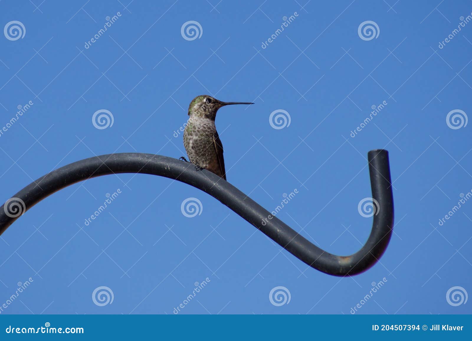 Hummingbird Perched on Empty Hook Where Nectar Feeder Hangs Stock Photo