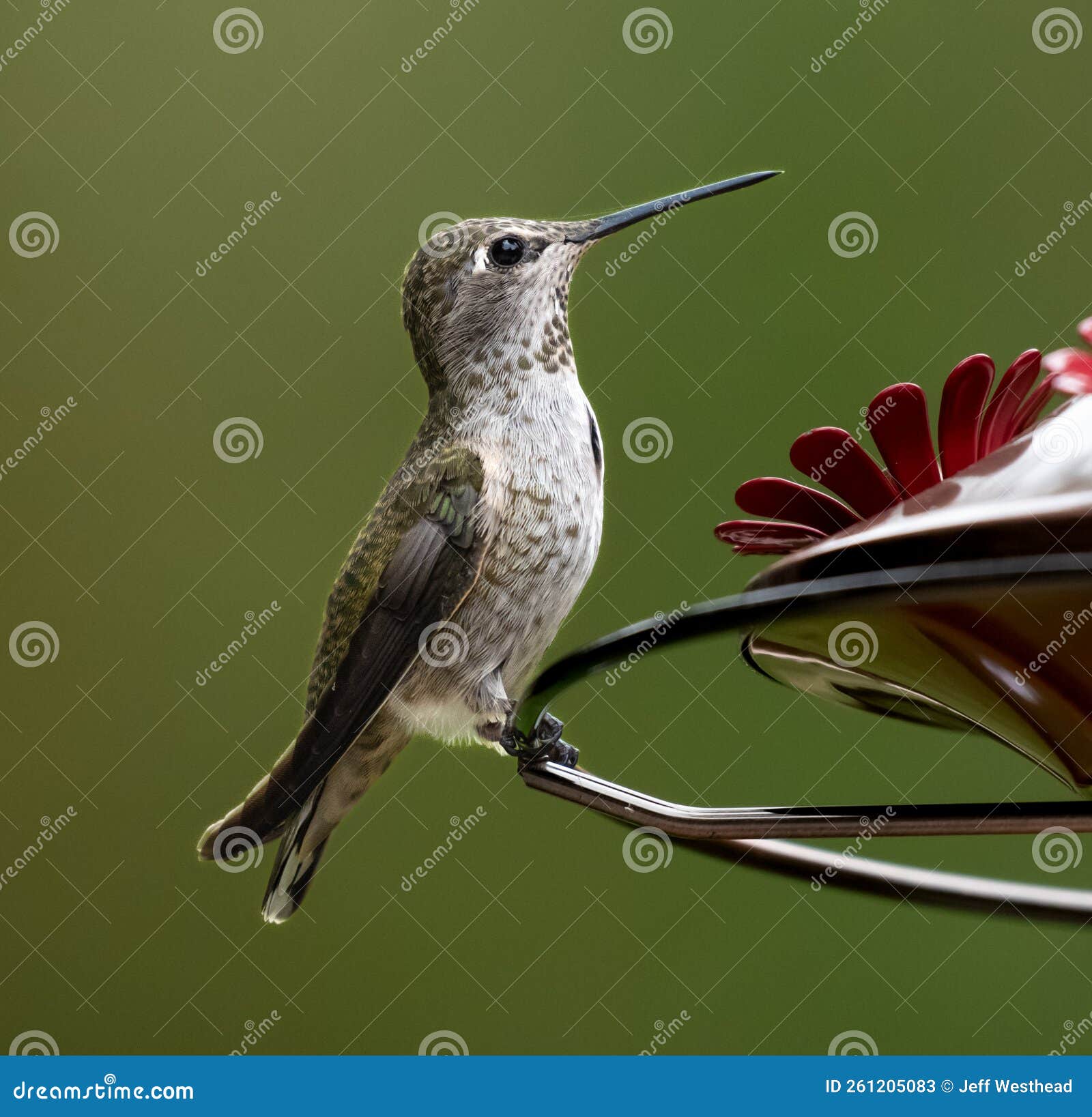 Hummingbird Perched on a Feeder with Inquisitive Look Stock Image