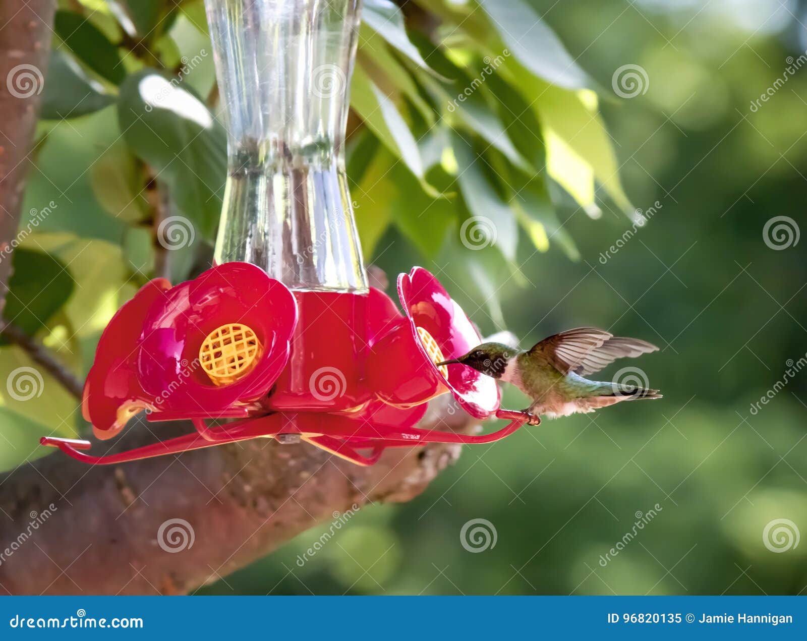 Hummingbird Perched on Feeder Stock Image Image of perches, bird