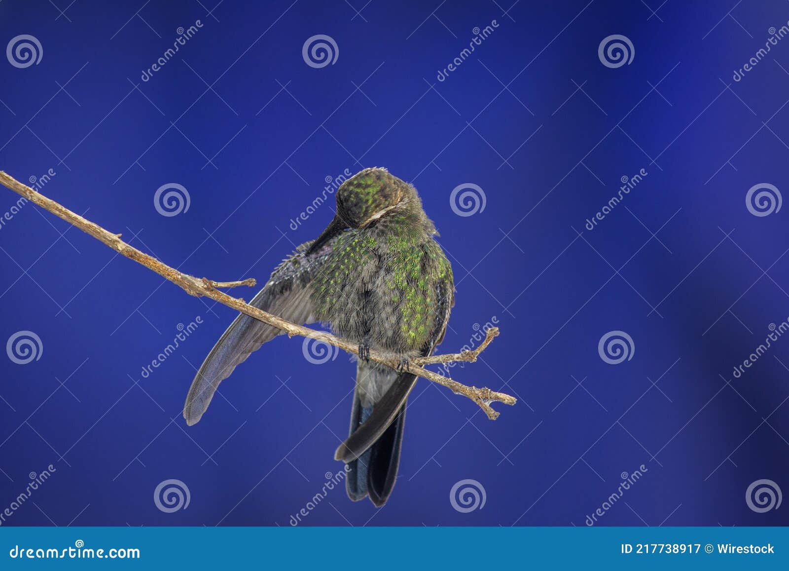 Hummingbird Perched on a Tree Branch on Blue Background Stock Image