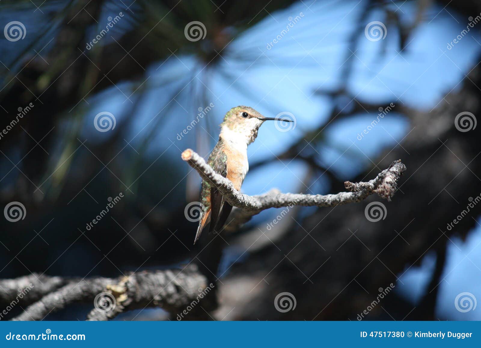 Hummingbird Perched on Tree Limb Stock Photo Image of pine, white
