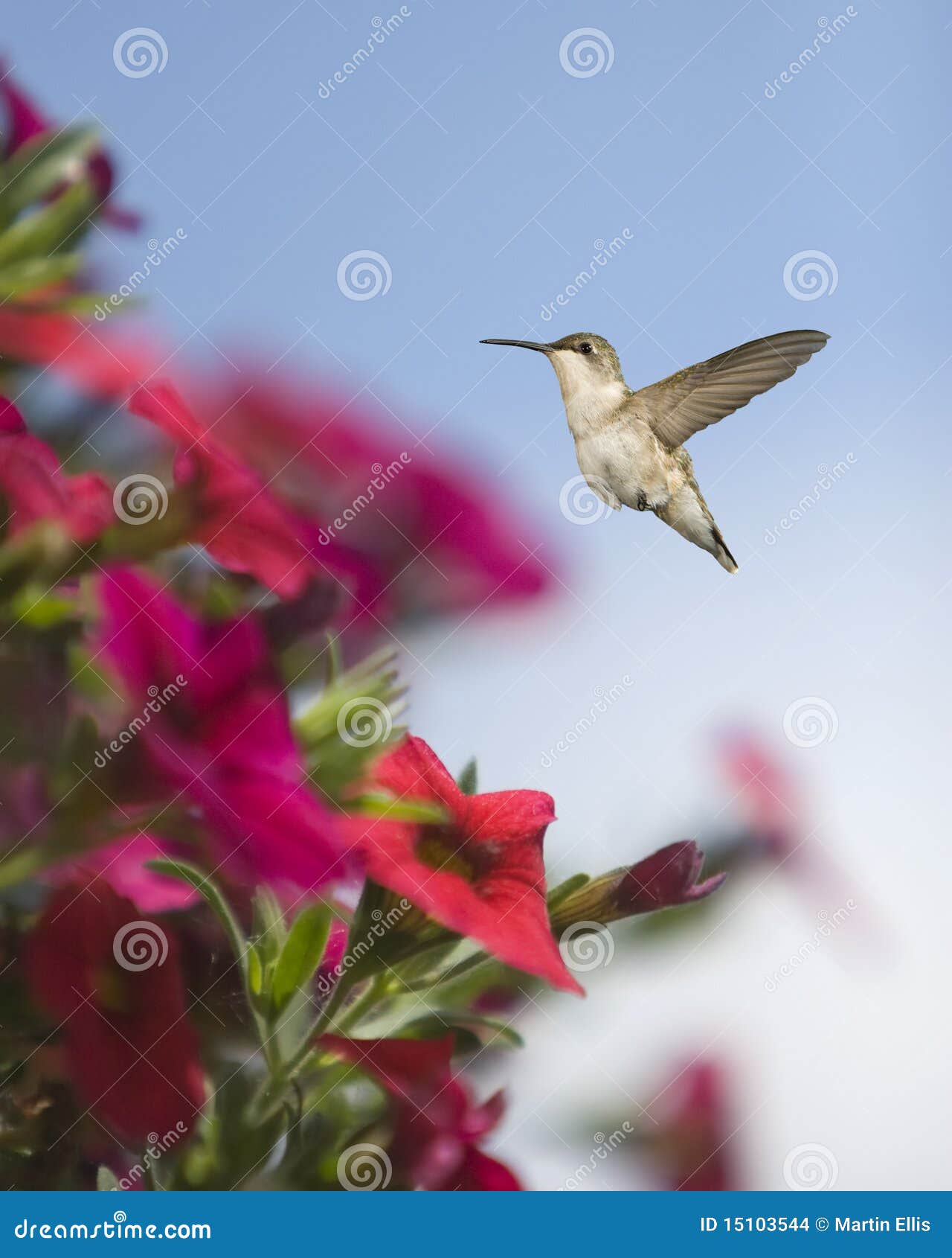 Hummingbird and Petunias stock photo. Image of petunia 15103544