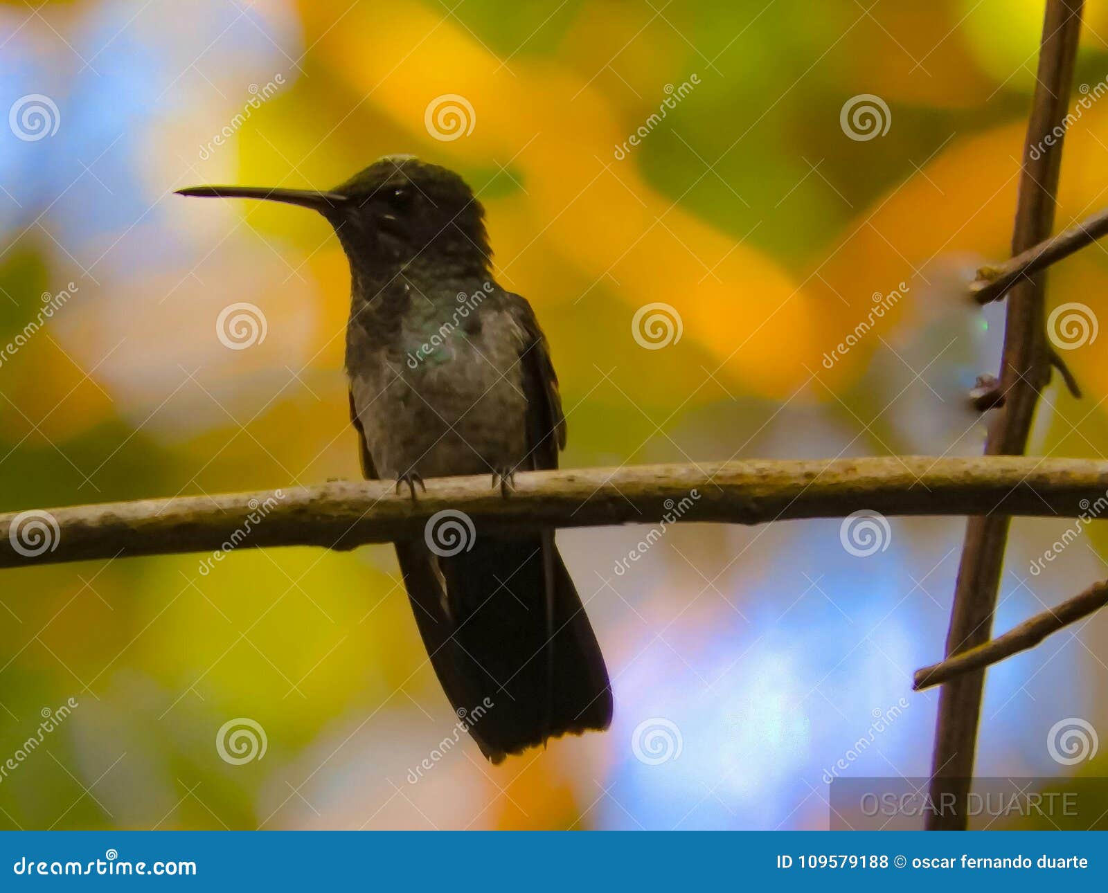 pensive hummingbird