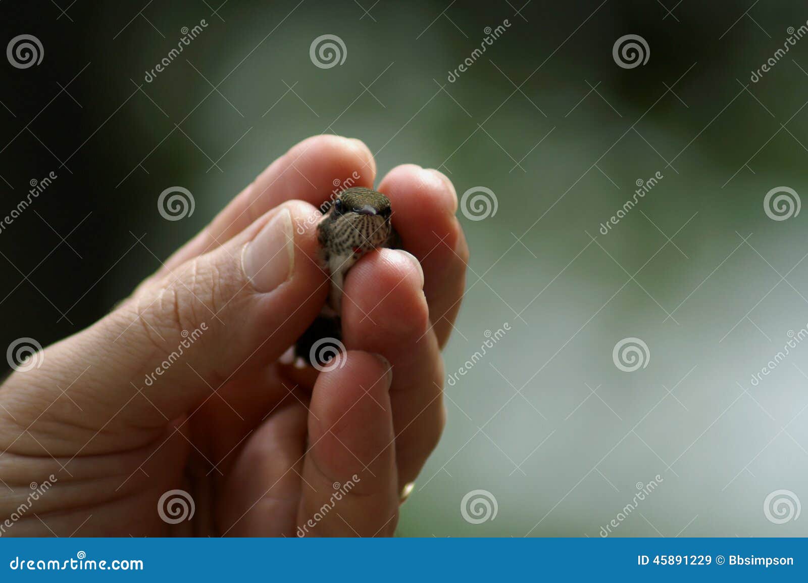 hummingbird restrained within fingers of hand