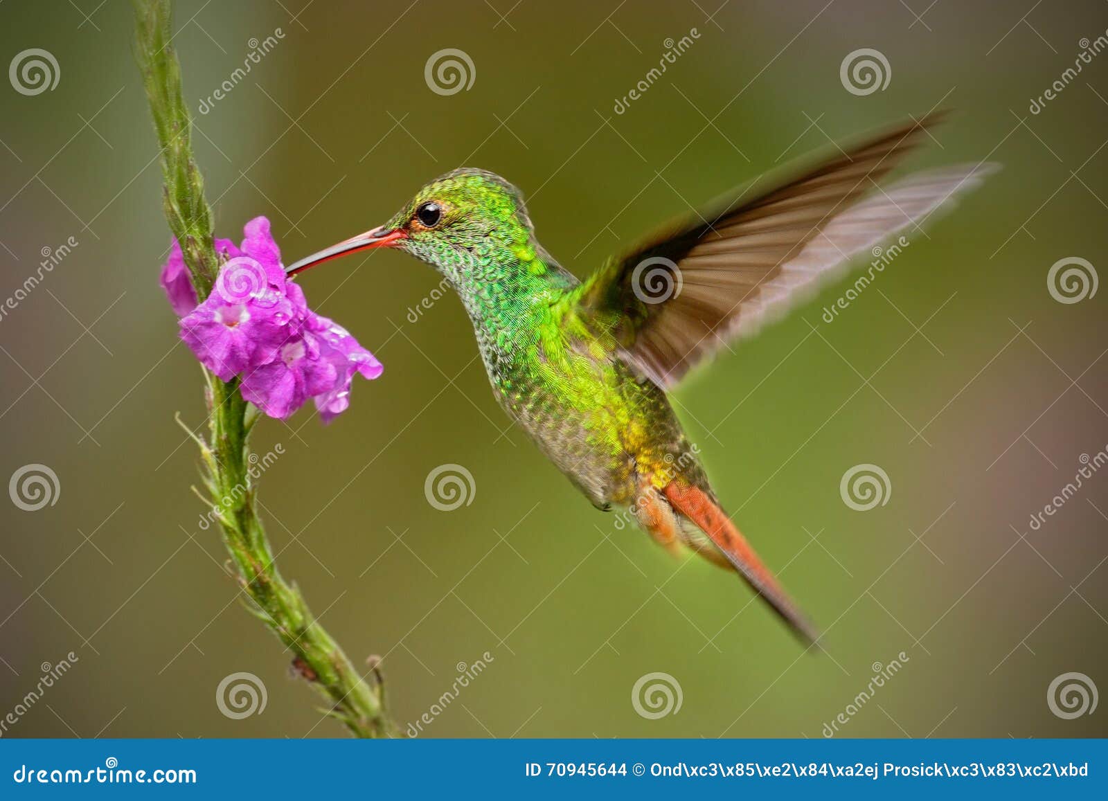 hummingbird rufous-tailed hummingbird, amazilia tzacat. hummingbird with clear green background in colombia. humminbird in the nat