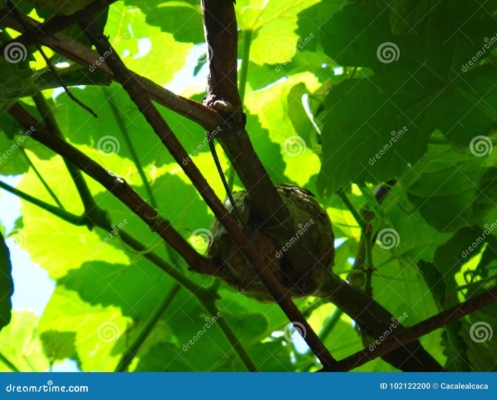 nest of hummingbird in the grapevine