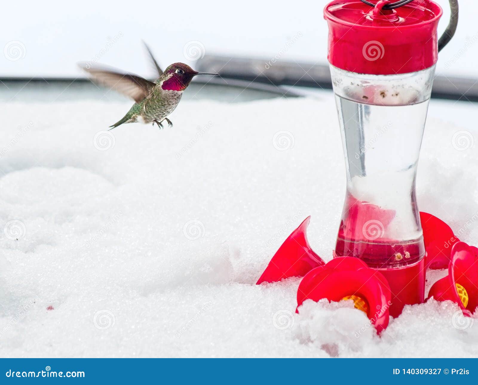 Hummingbird in snow stock image. Image of feather, beautiful 140309327