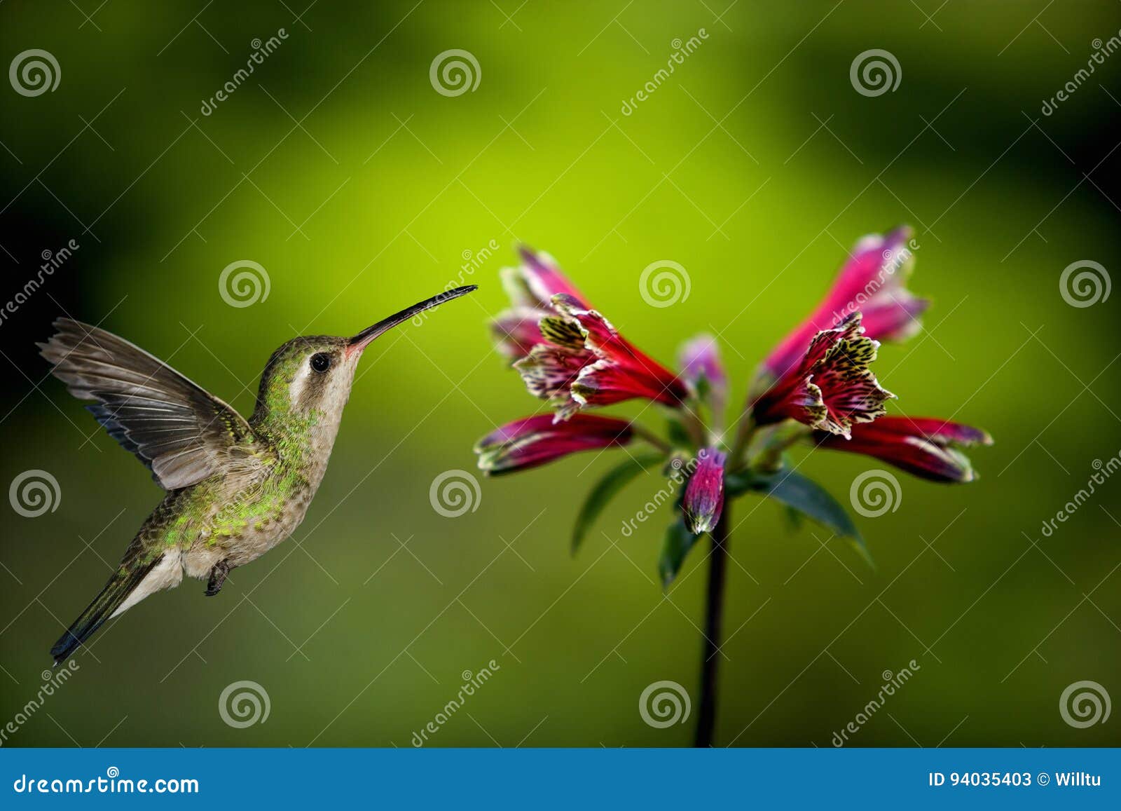 hummingbird feed hummingbird feed