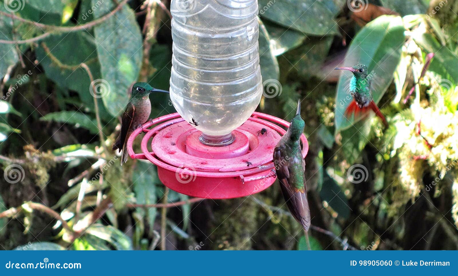 sugar water for hummingbirds sugar water for hummingbirds