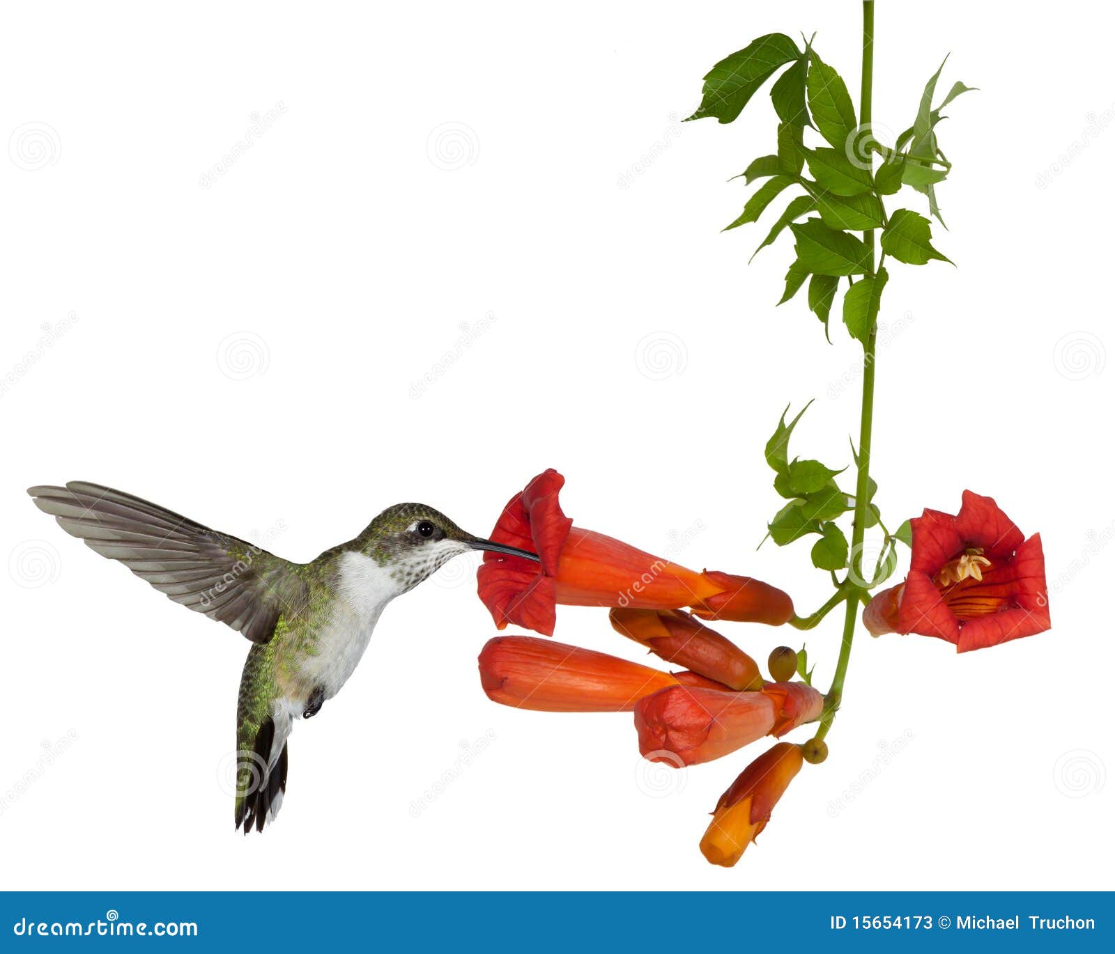 Hummingbirds Drinks From A Trumpet Vine Stock Photos Image 15654173