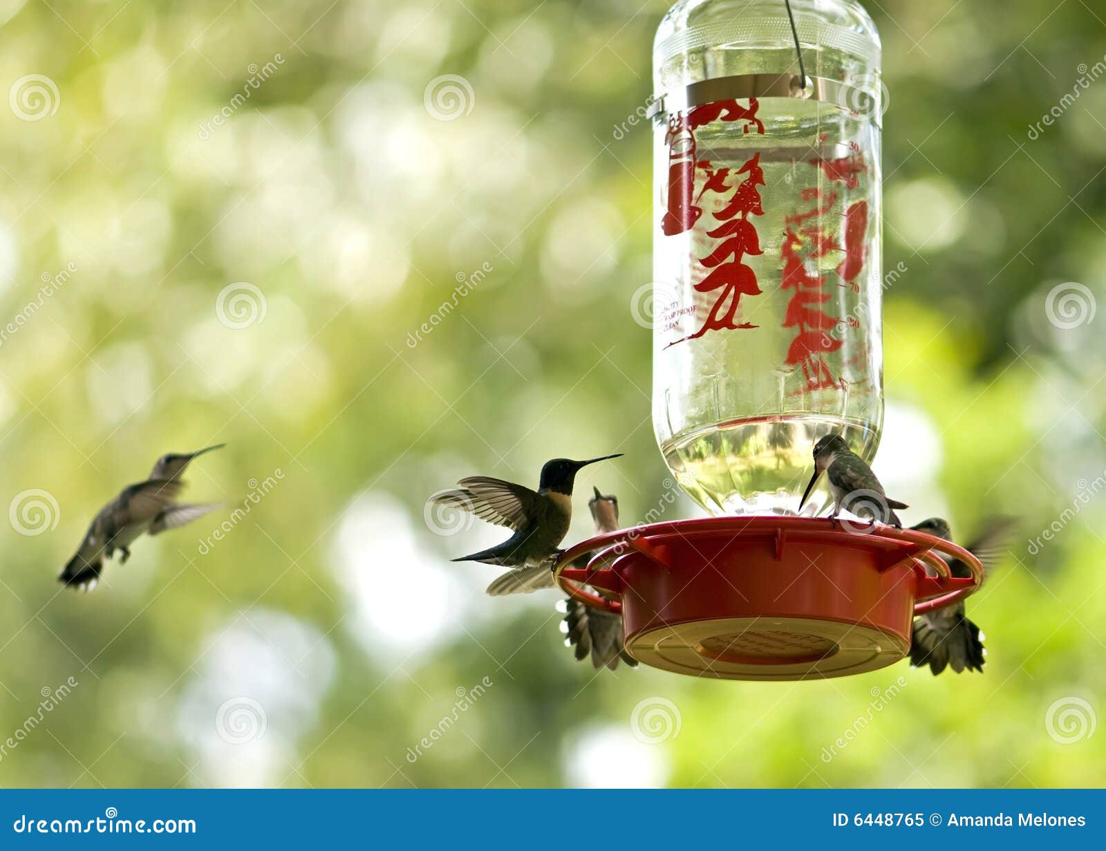 Hummingbirds feeding stock image. Image of animal, birdfeeder 6448765