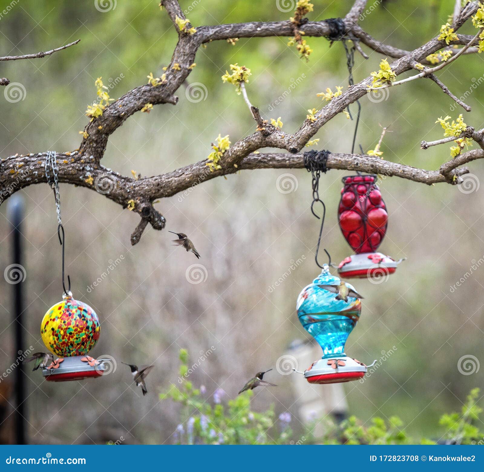 Hummingbirds Feeding on Nectar in Bird Feeders in Spring Stock Photo