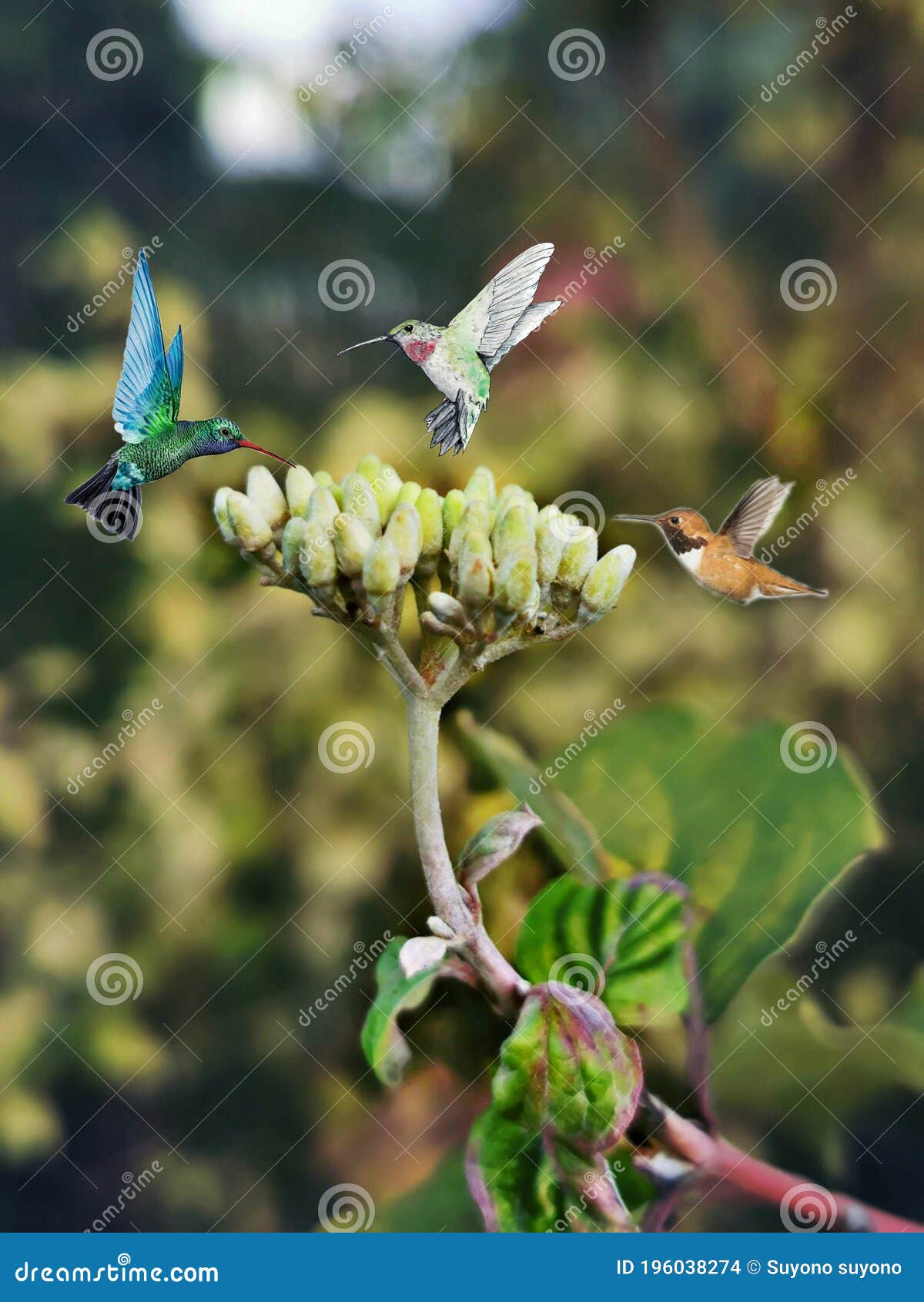 Hummingbirds Fly and Perch on Flowers Free Stock Photo Image of