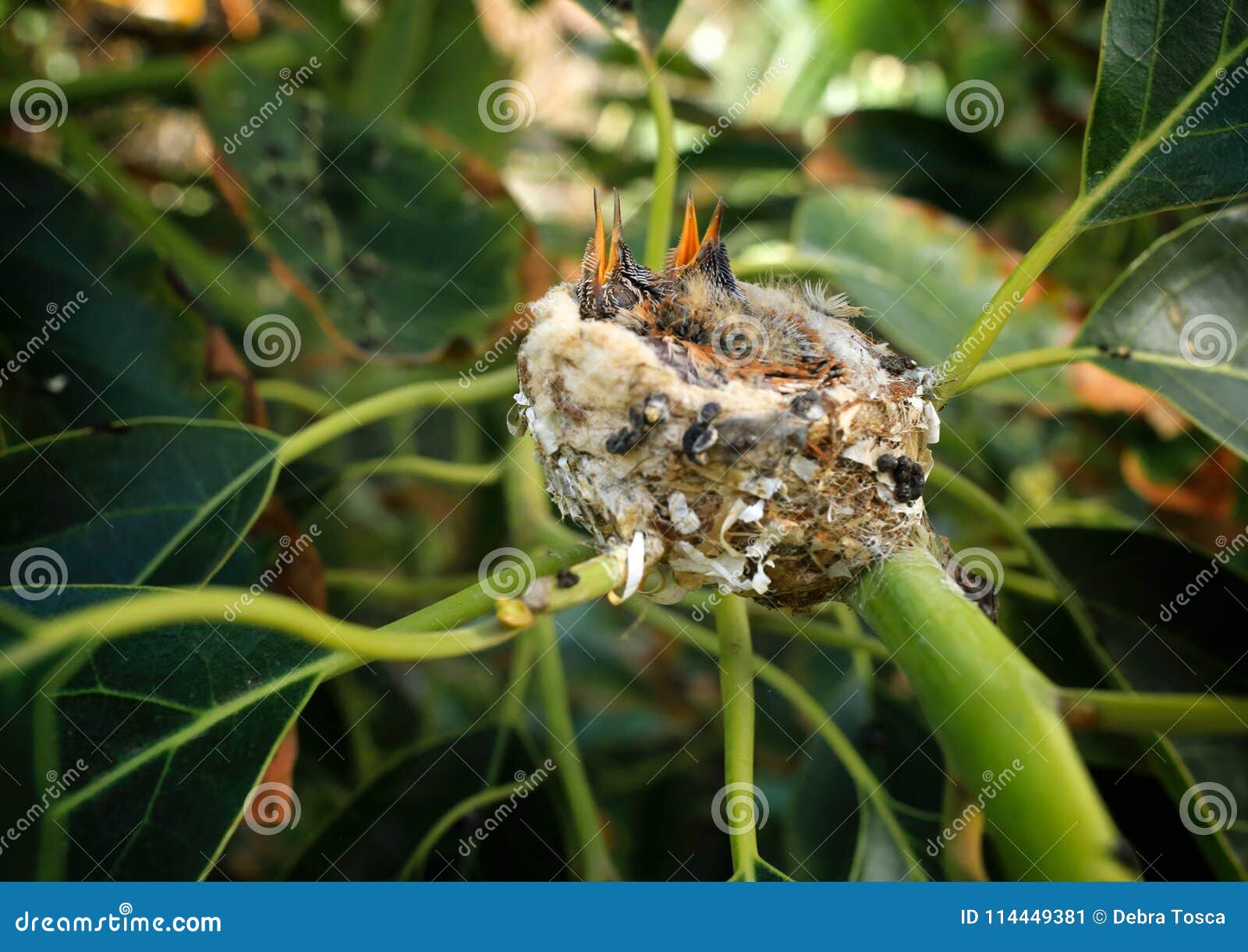 hummingbirds nest stock image