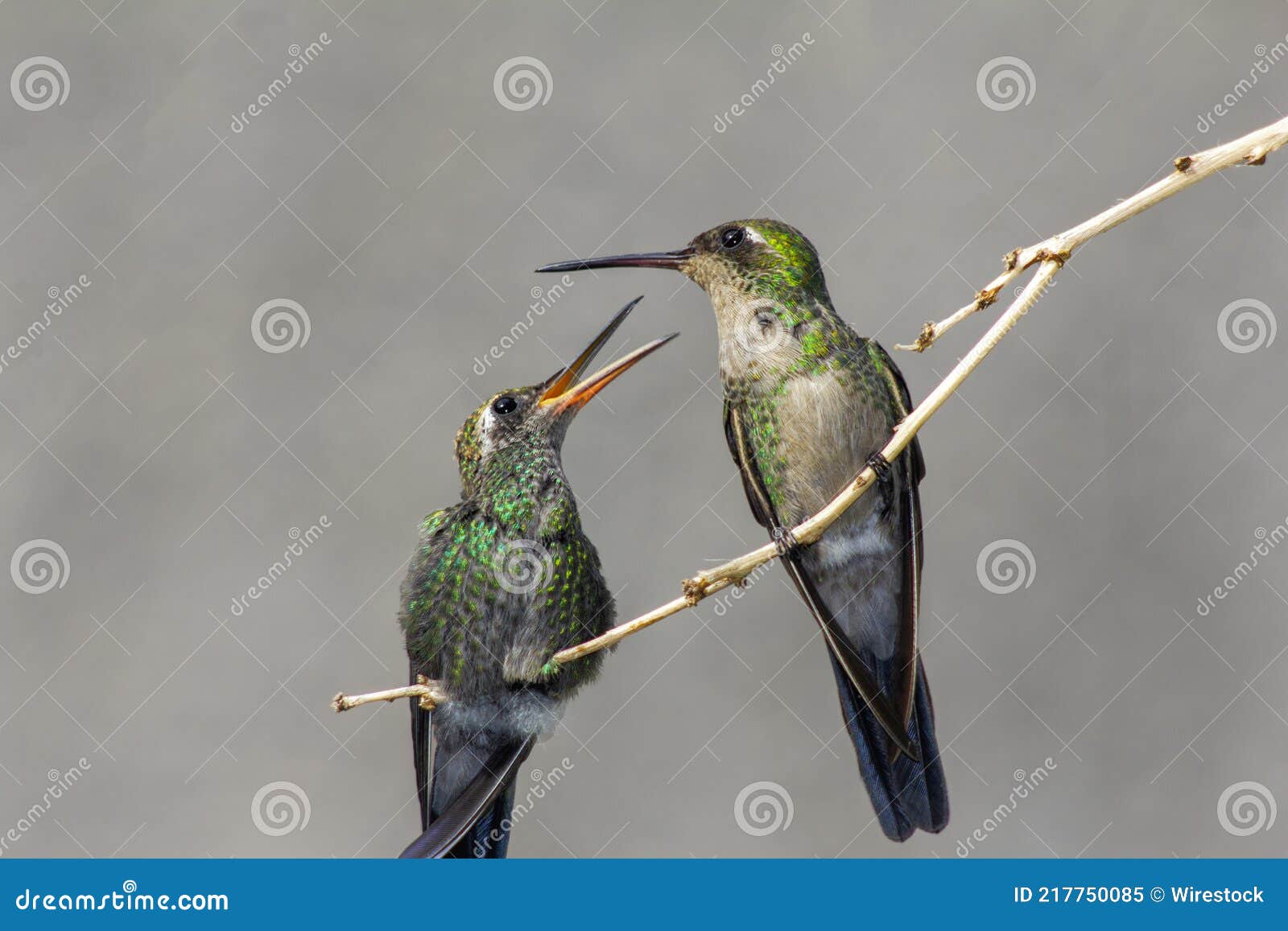 Hummingbirds Perched on Tree Branch Stock Image Image of perched