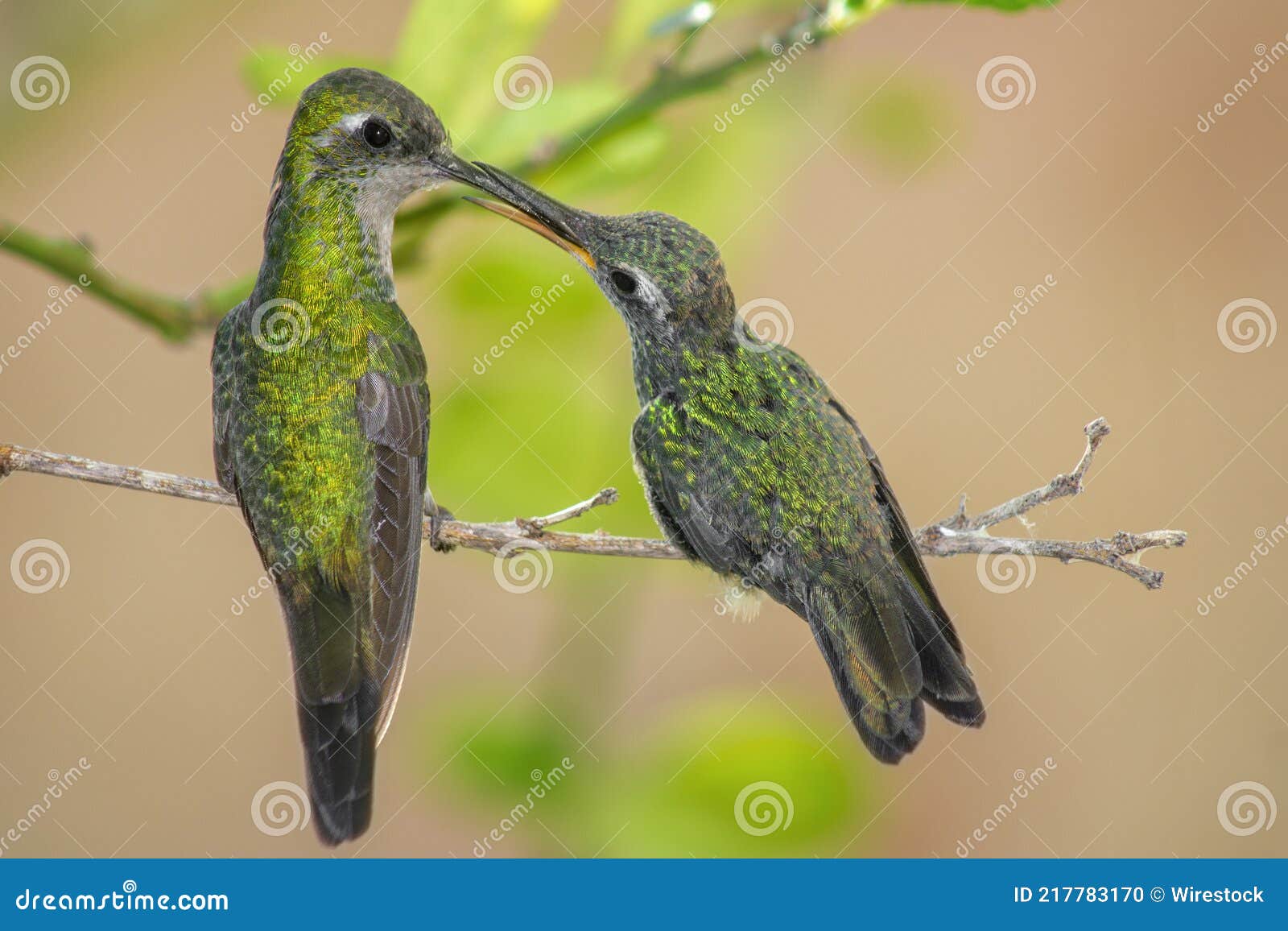 Hummingbirds Perched on Tree Branch Stock Photo Image of flying, tree