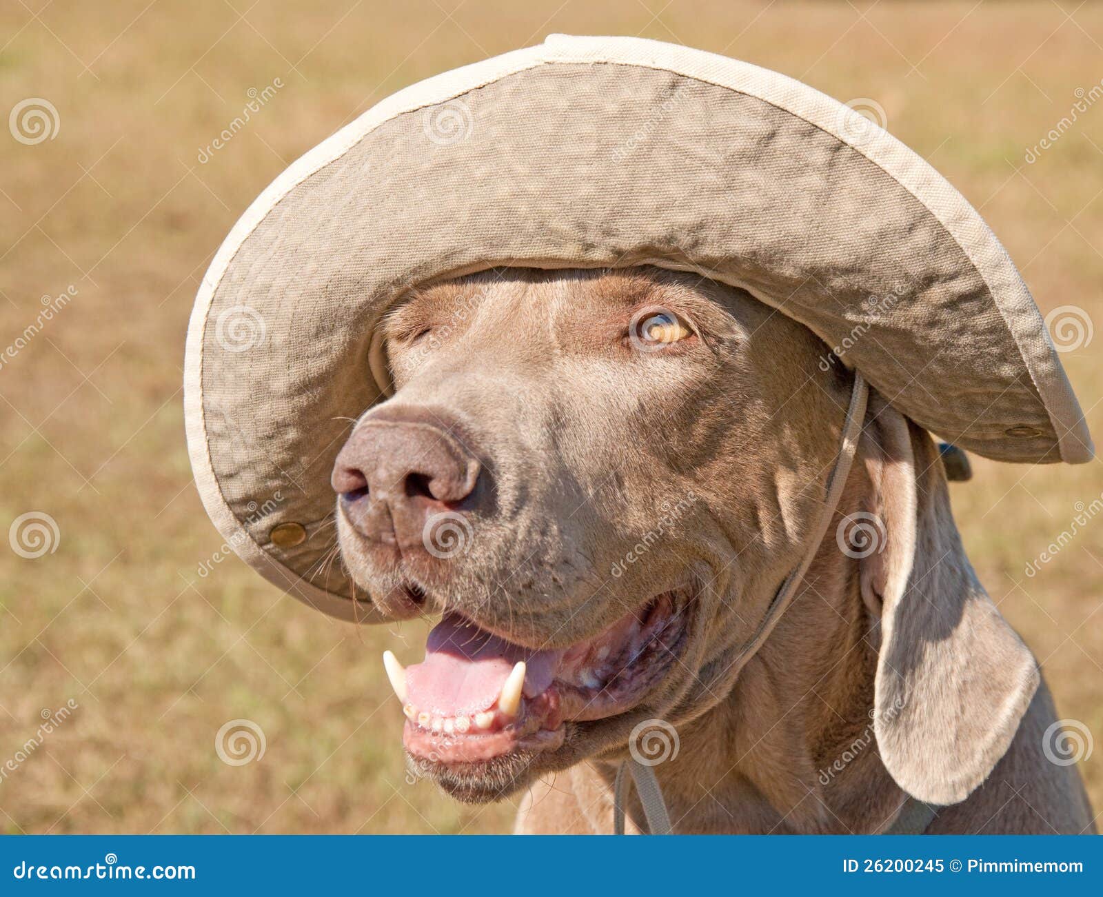 weimaraner hat