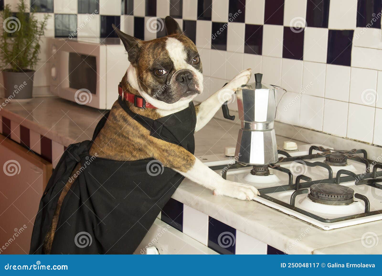 Humorous Photography , Dogs Acting Like Humans . Boston Terrier in a ...