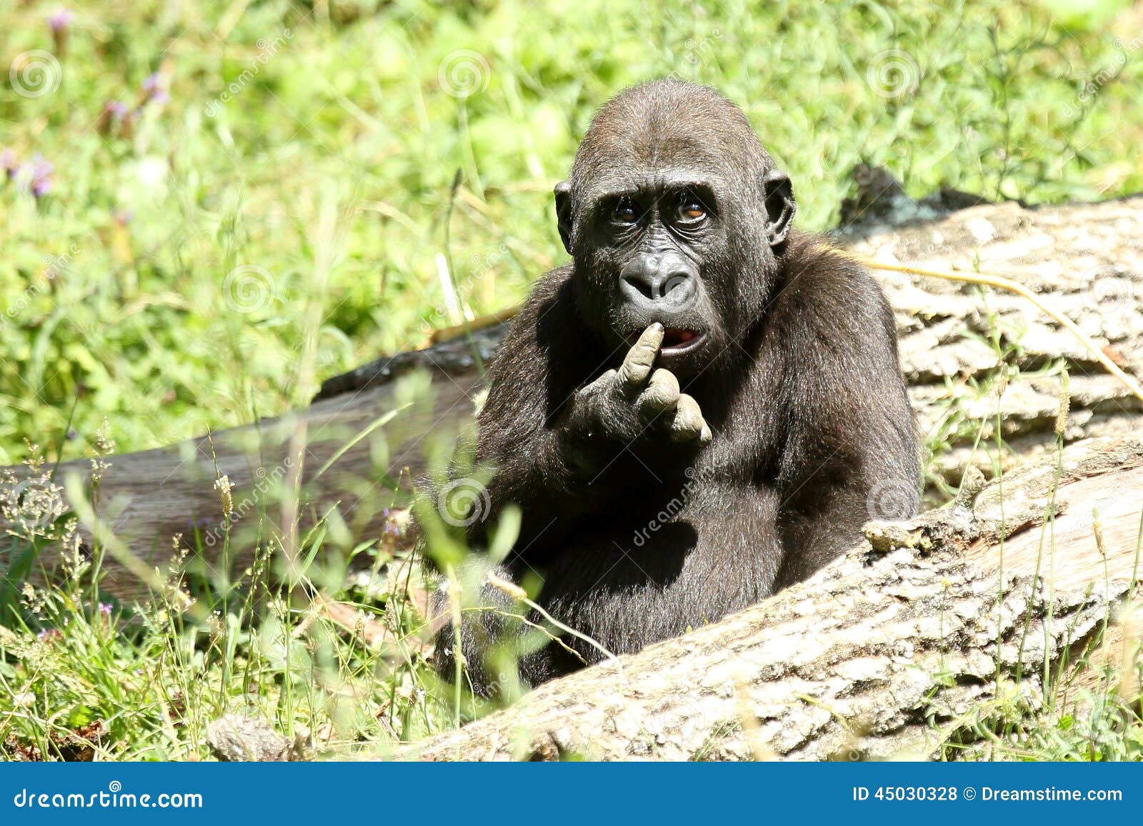 Humourous Gorilla stock photo. Image of mammal, park - 45030328