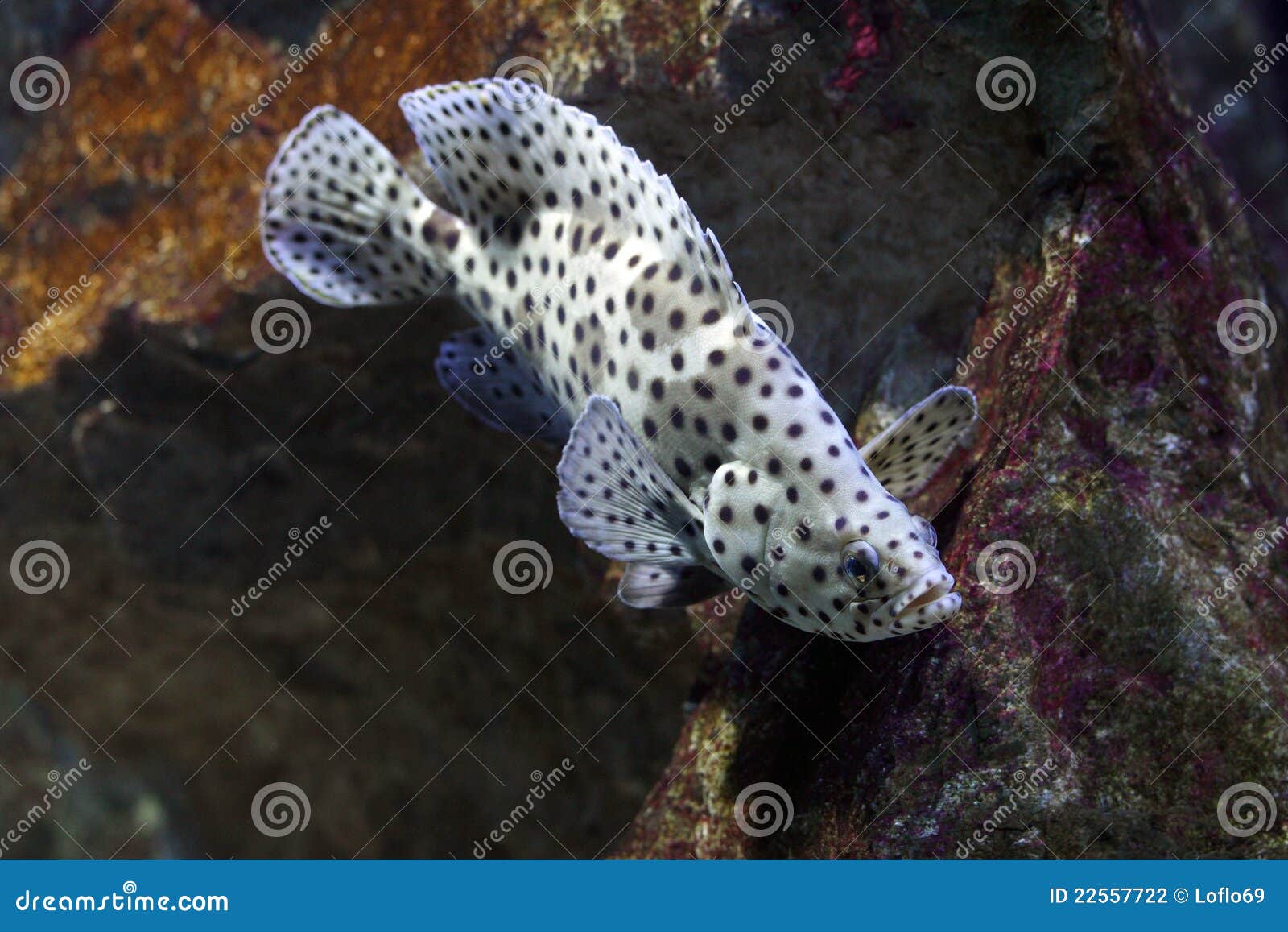 humpback grouper