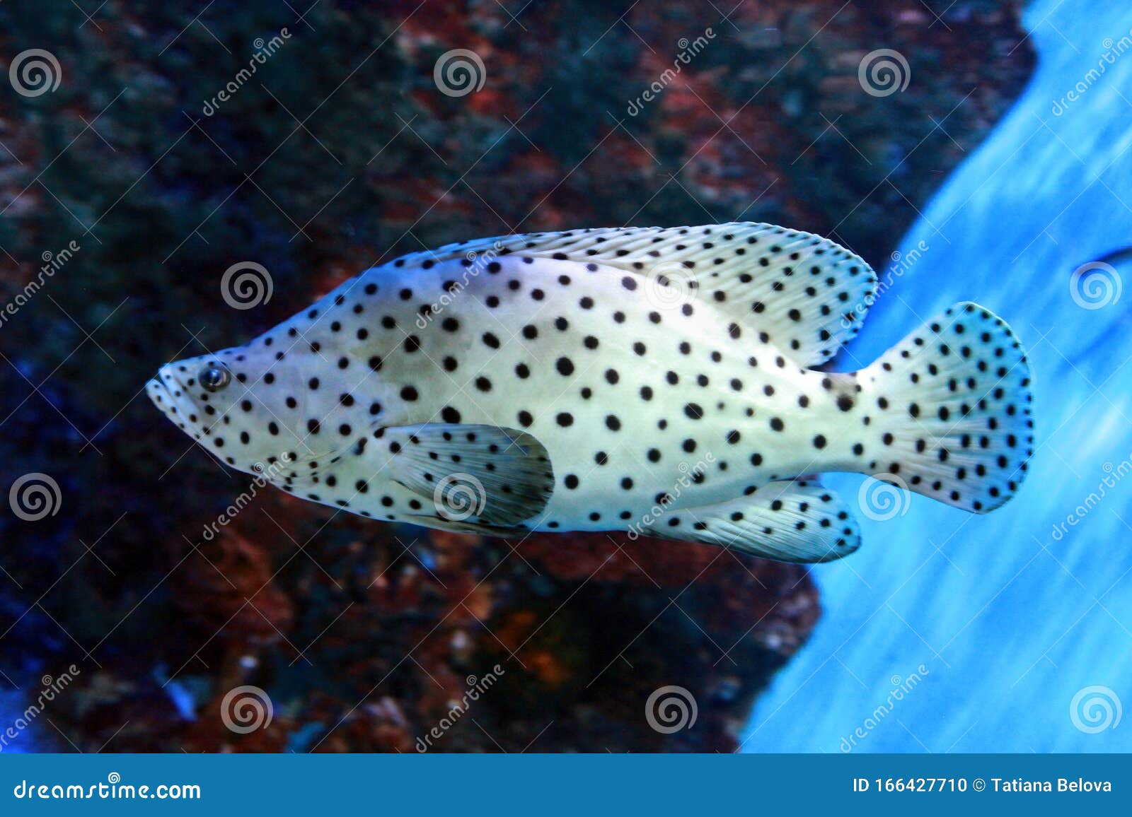 Panther Grouper (Cromileptes altivelis) Species Profile