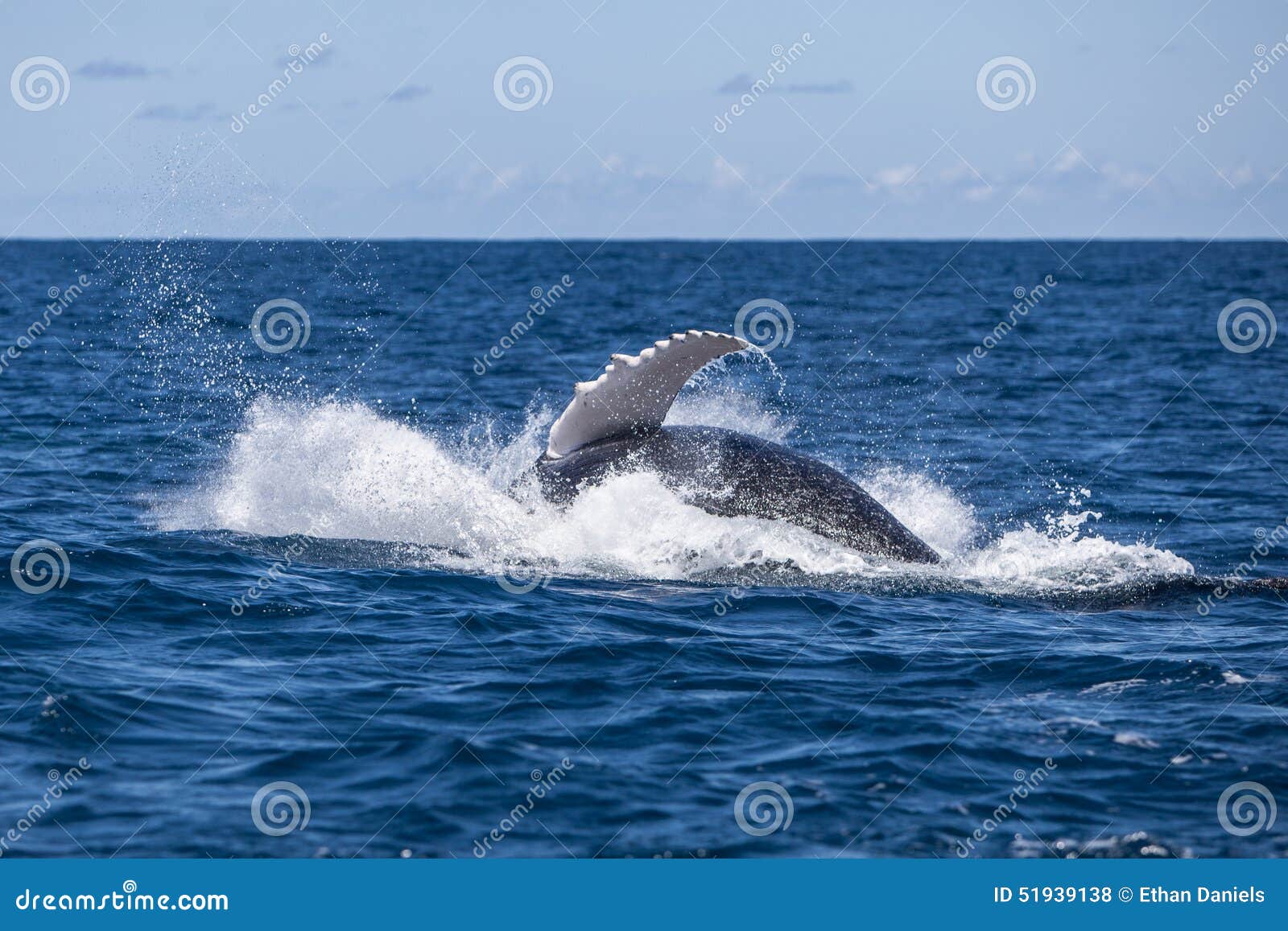 humpback splashing after breach