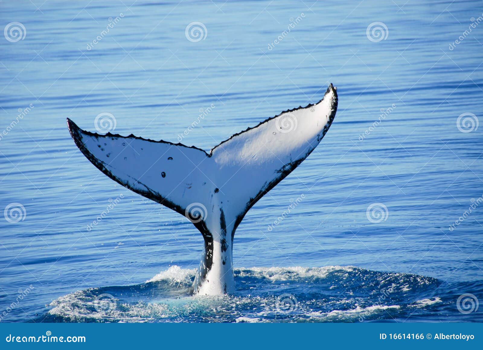 humpback whale in australia