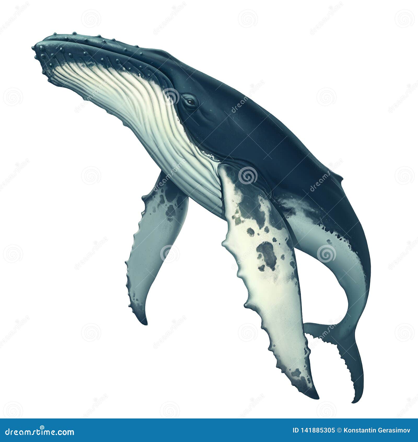 How To Draw A Humpback Whale