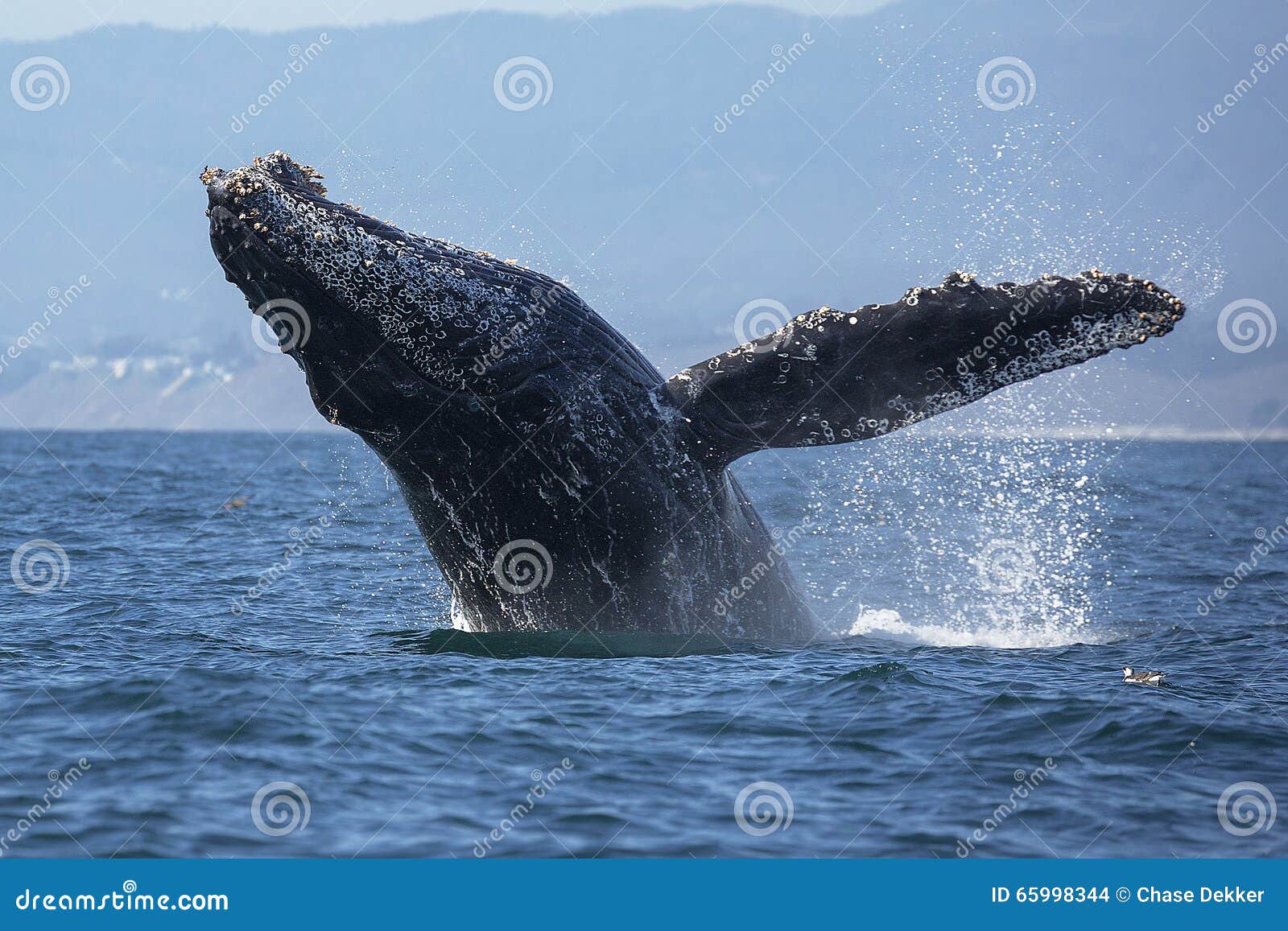 humpback whale breaching