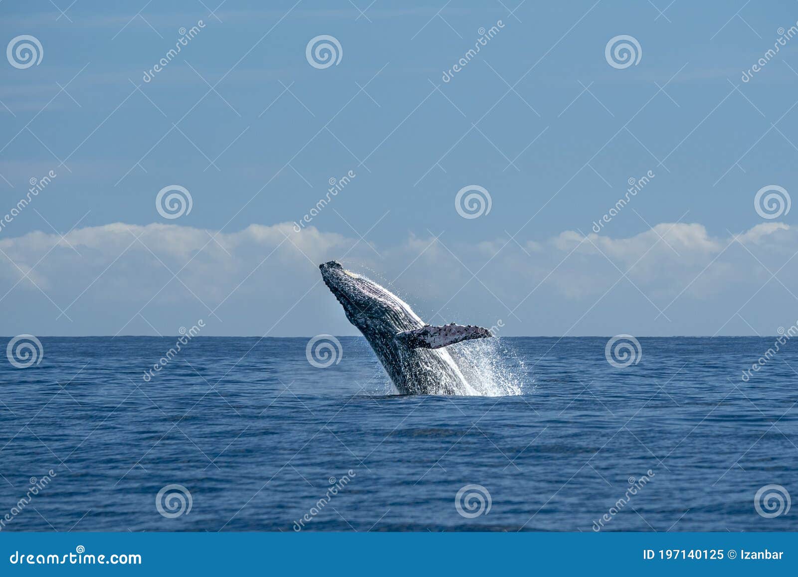 Humpback Whale Breaching in Cabo San Lucas Pacific Ocean Stock ...