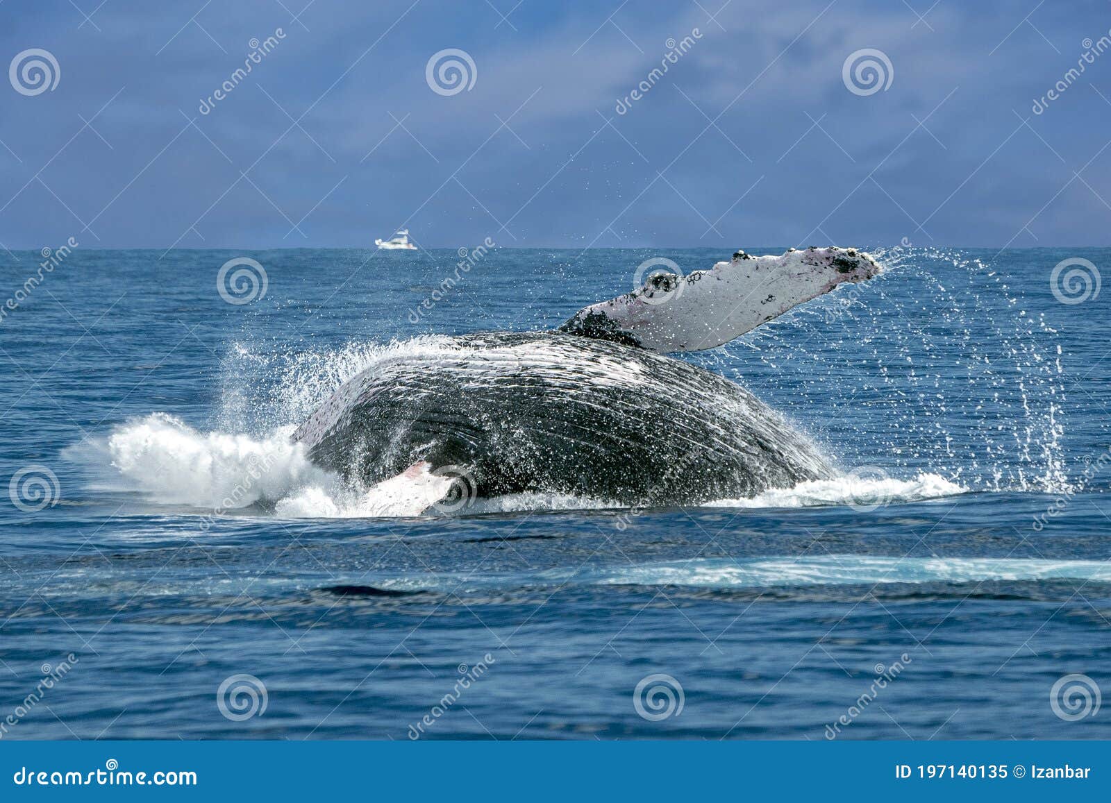 Humpback Whale Breaching in Cabo San Lucas Pacific Ocean Stock ...