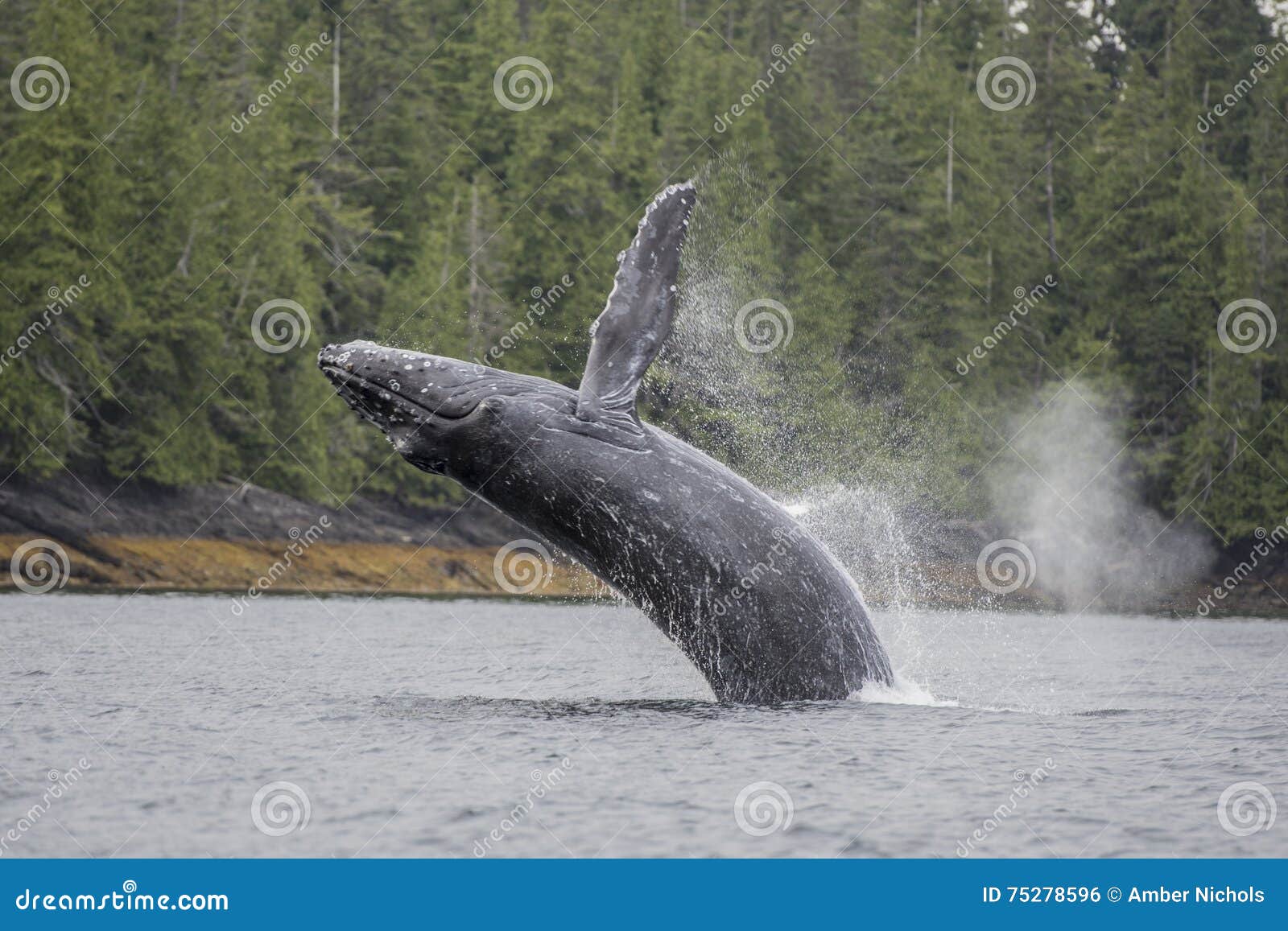 humpback whale breaching offshore at craig, alaska